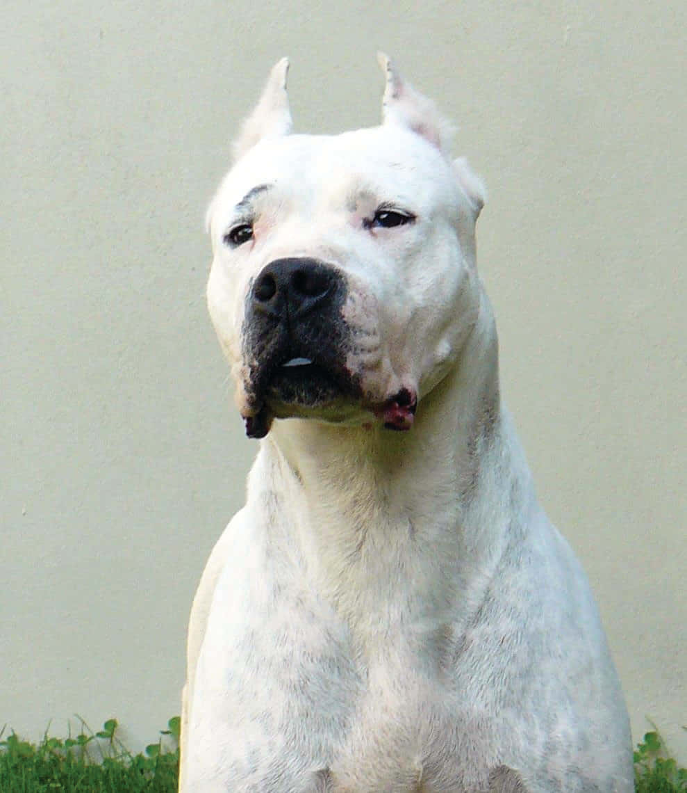 Fierce and Loyal Dogo Argentino