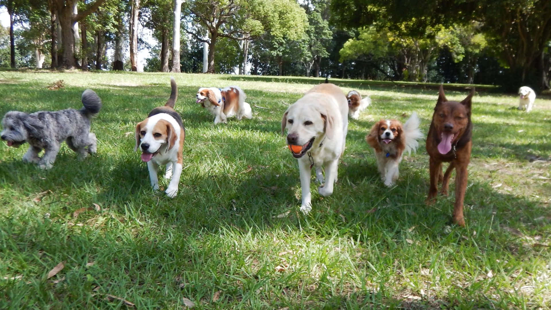 5 группа собак. Собака в парке. Группы собак. Город собак. Социализация собаки в городе.