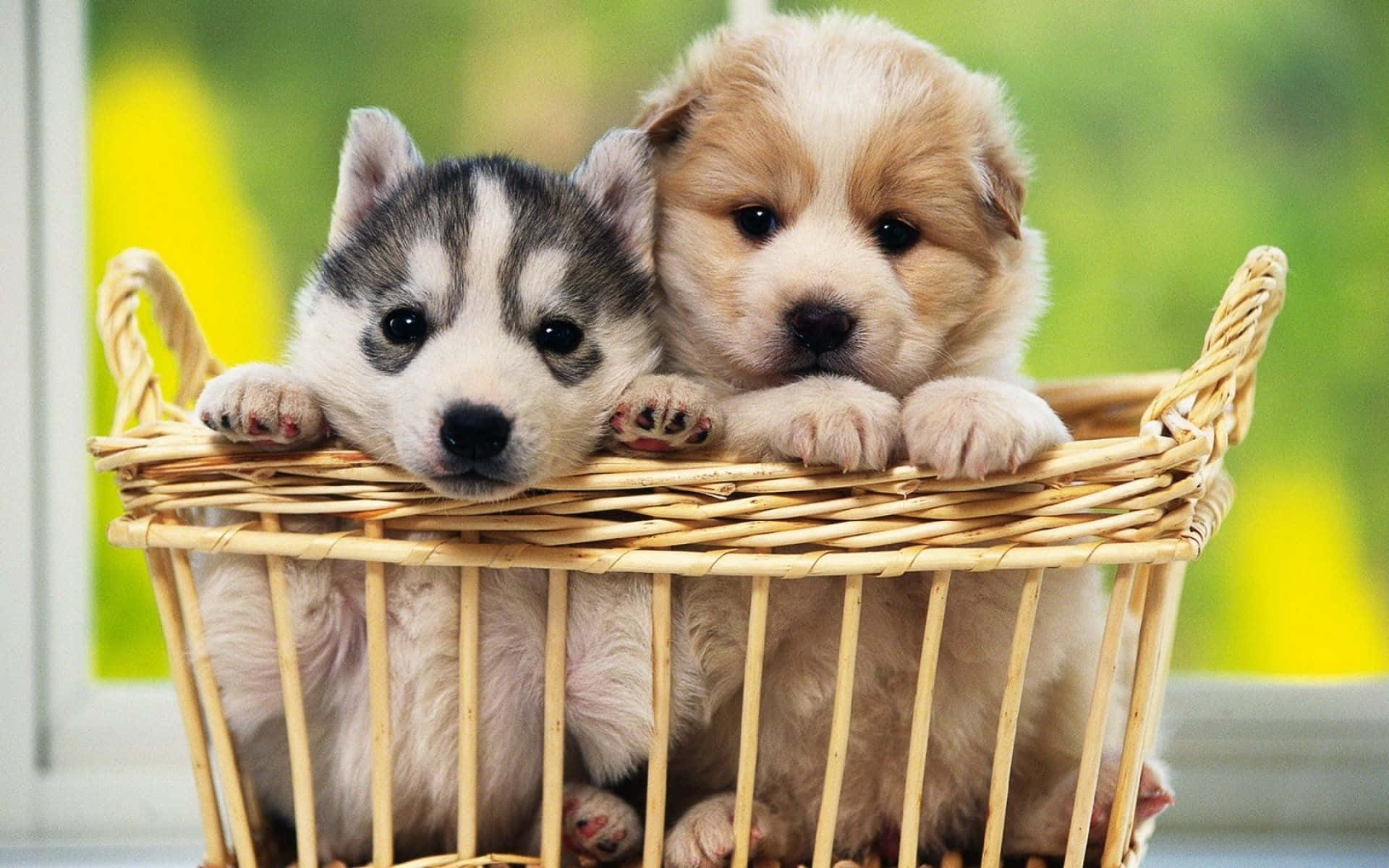 Feel the love with this adorable pup duo!