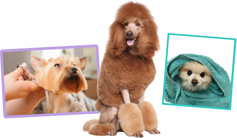 Dogs Grooming Bath Time PNG