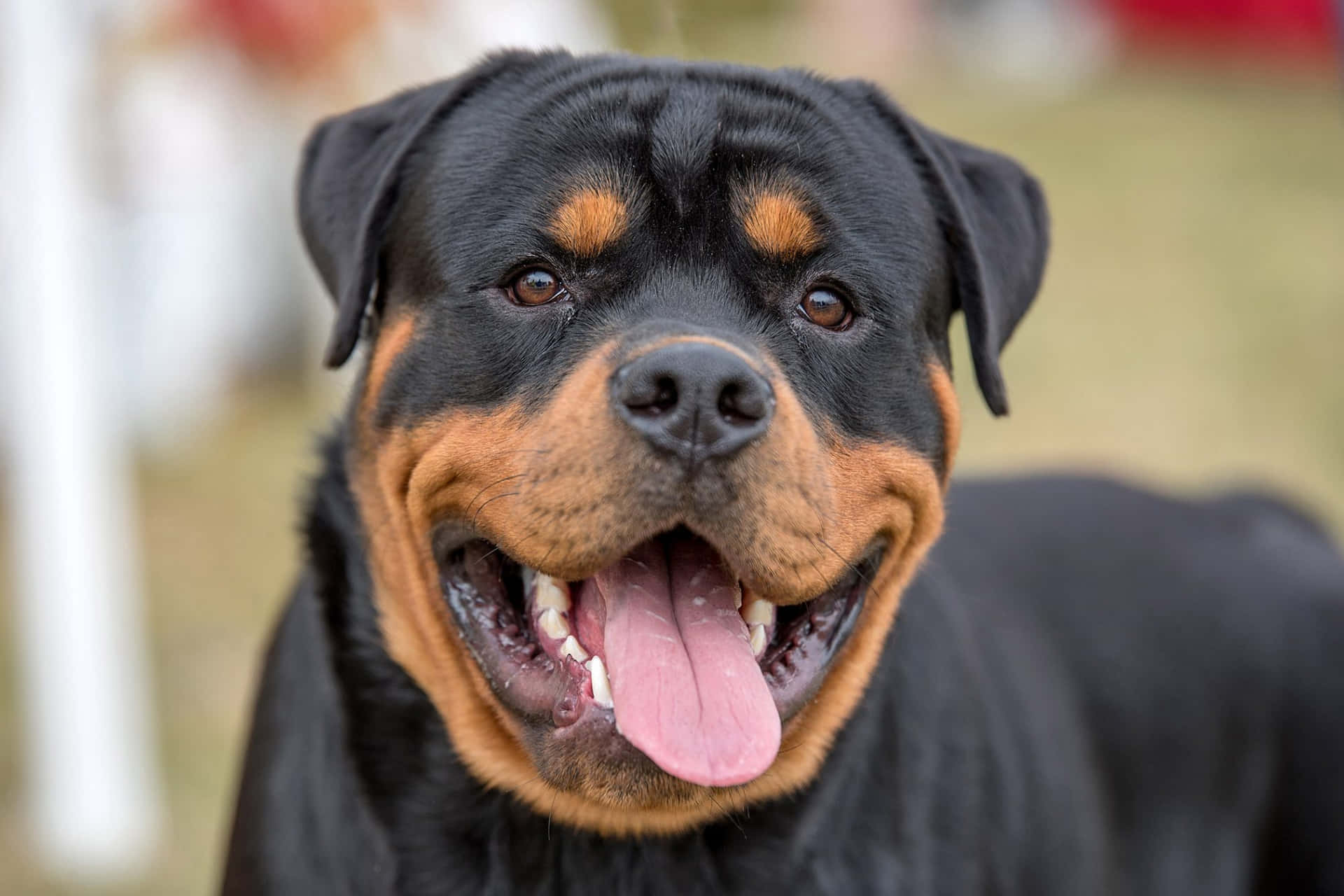 A Rottweiler Dog Is Standing With His Tongue Out