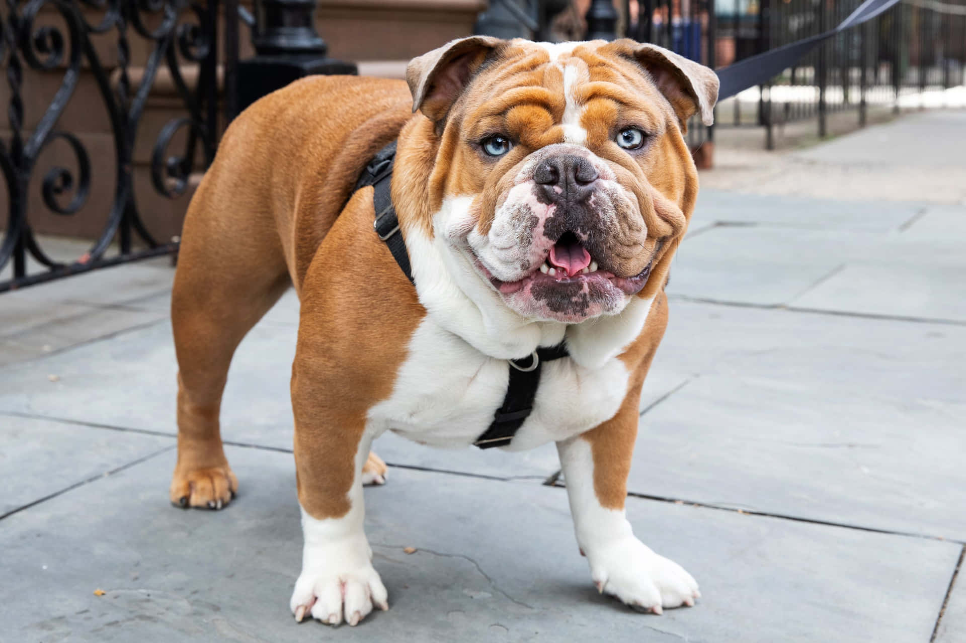 "This playful pup can't resist a good game of fetch!