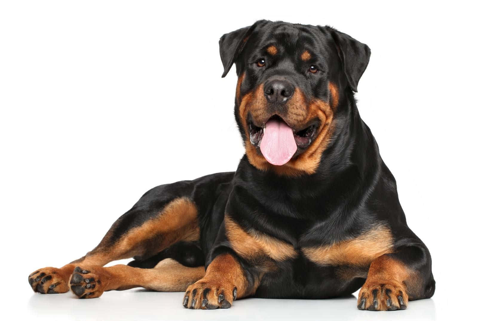 Rottweiler Dog Laying Down On White Background