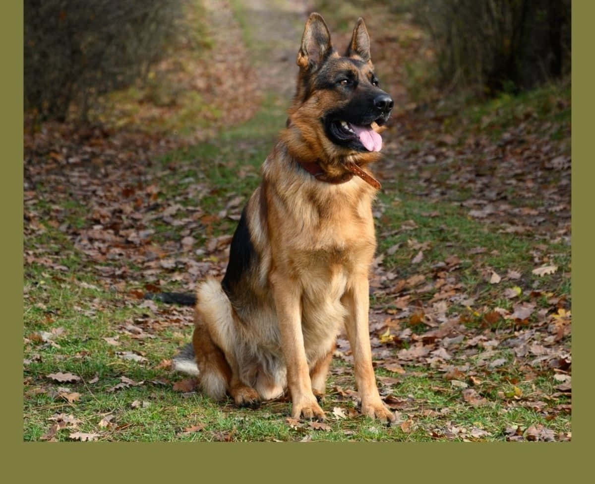 "The bond between a canine and its human is unlike any other."