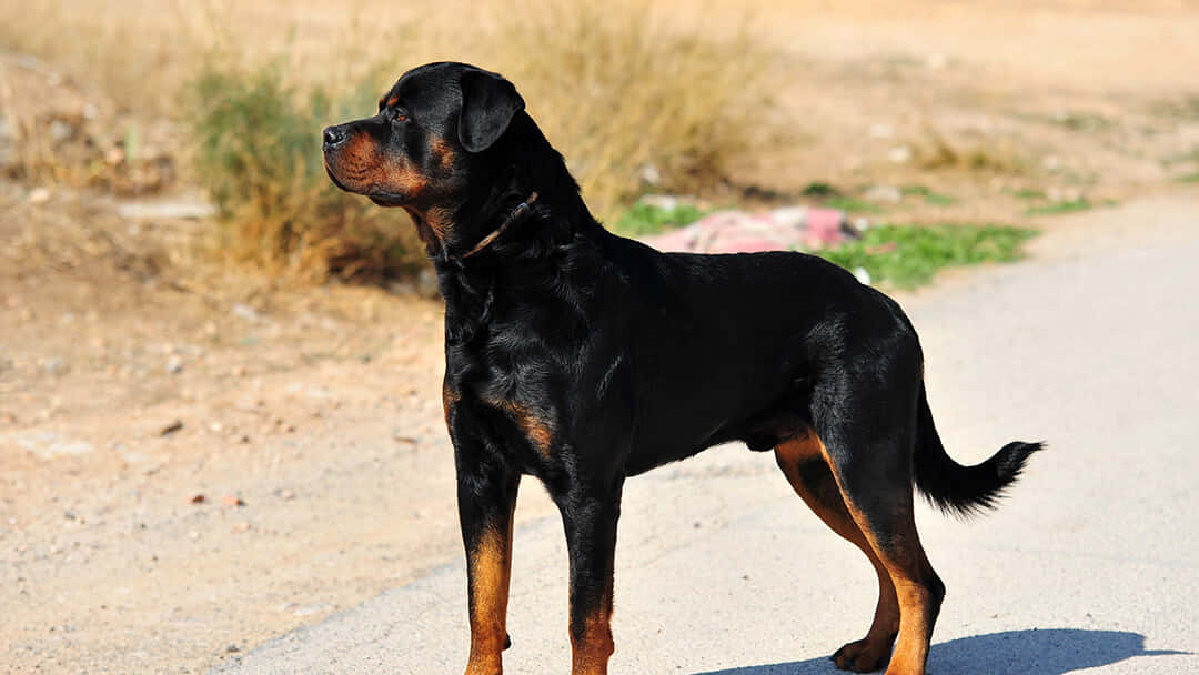 Rottweilerhund Steht Auf Der Straße.