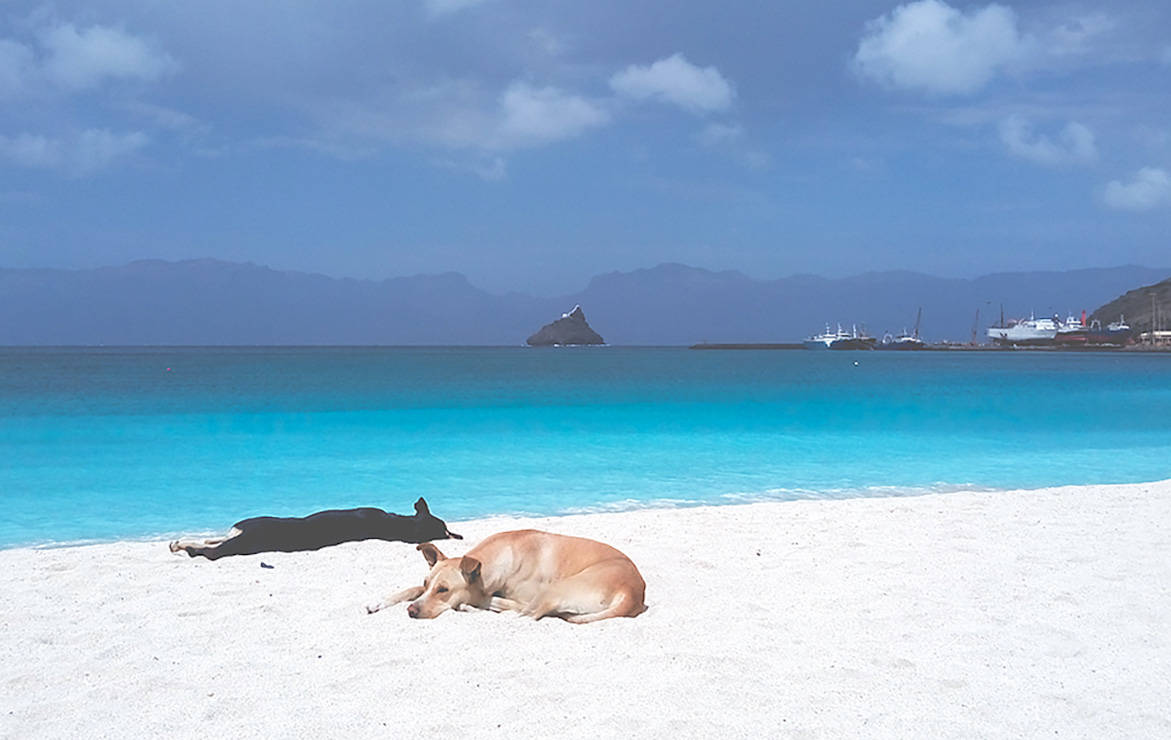 Dogs Resting In Cape Verde Beach Wallpaper