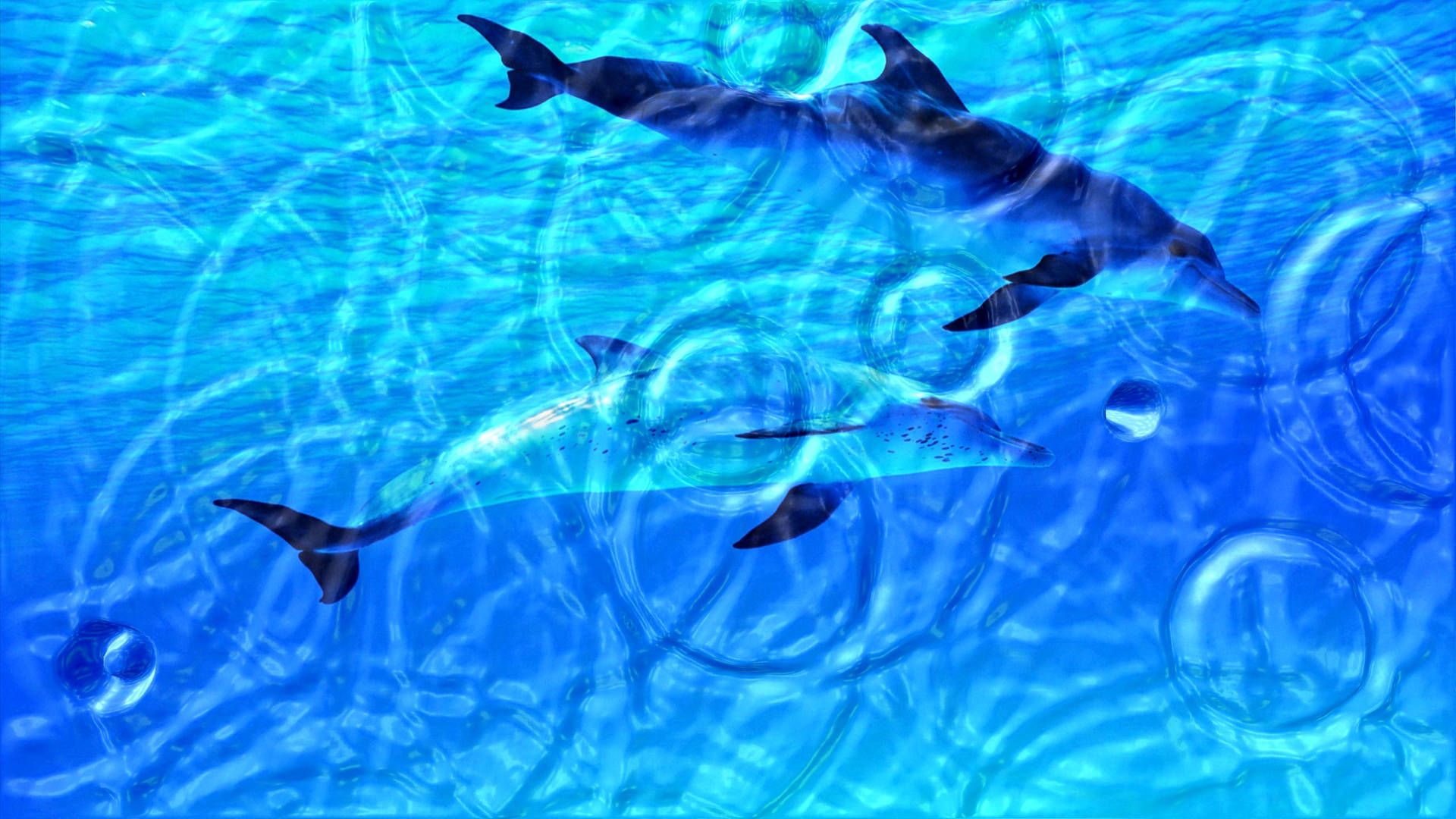 Dolphin Akvarium Levende 3d Wallpaper