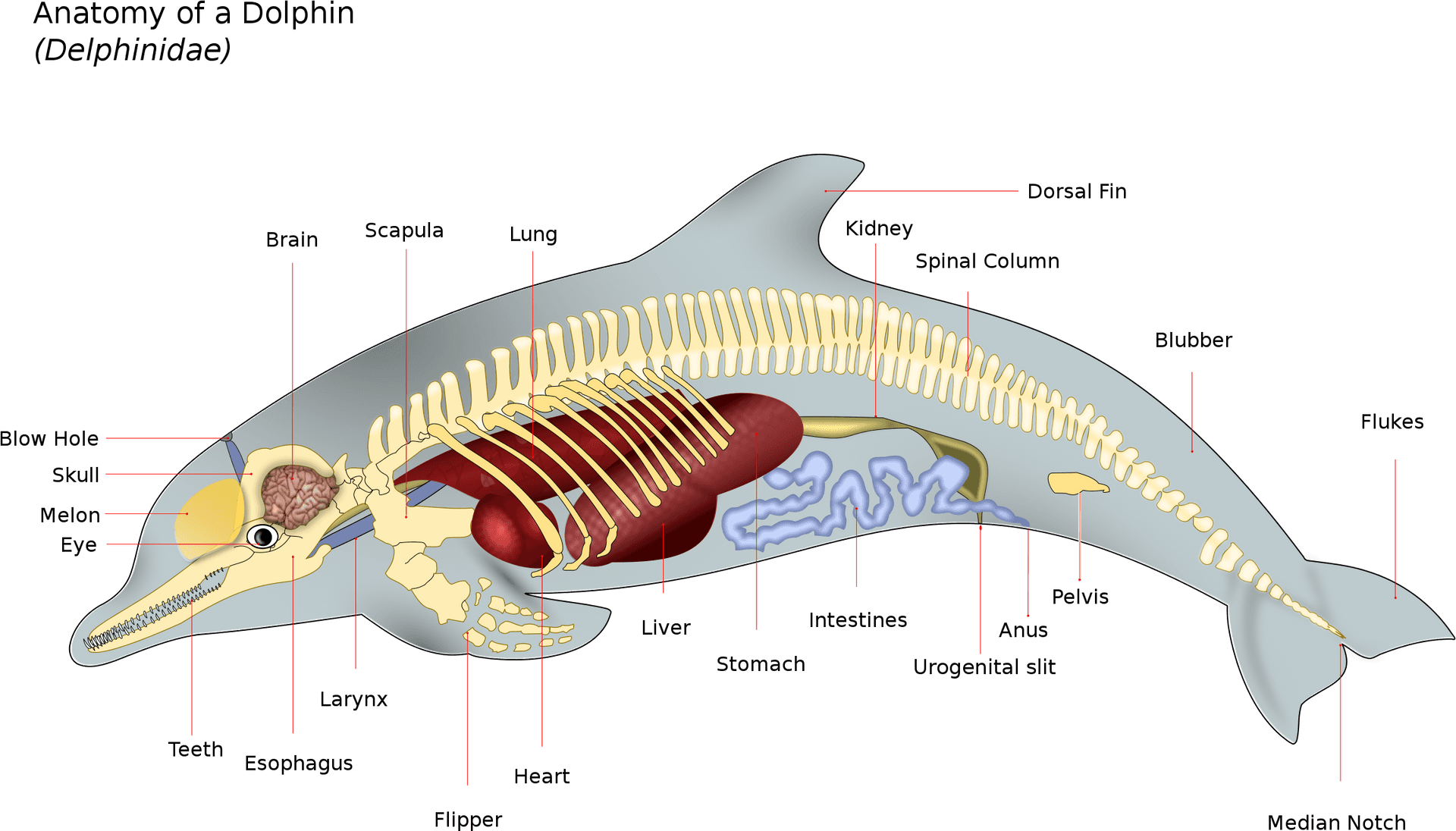 Dolphin Anatomy Illustration PNG