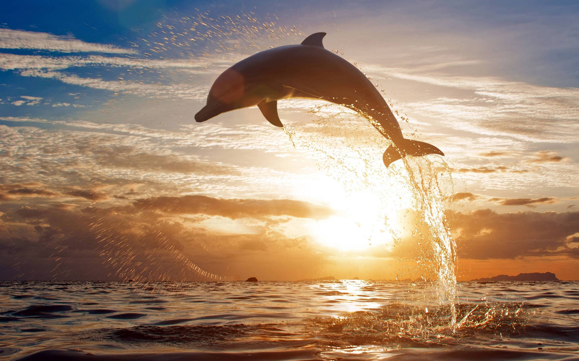 Dolphin Animal At Sunset