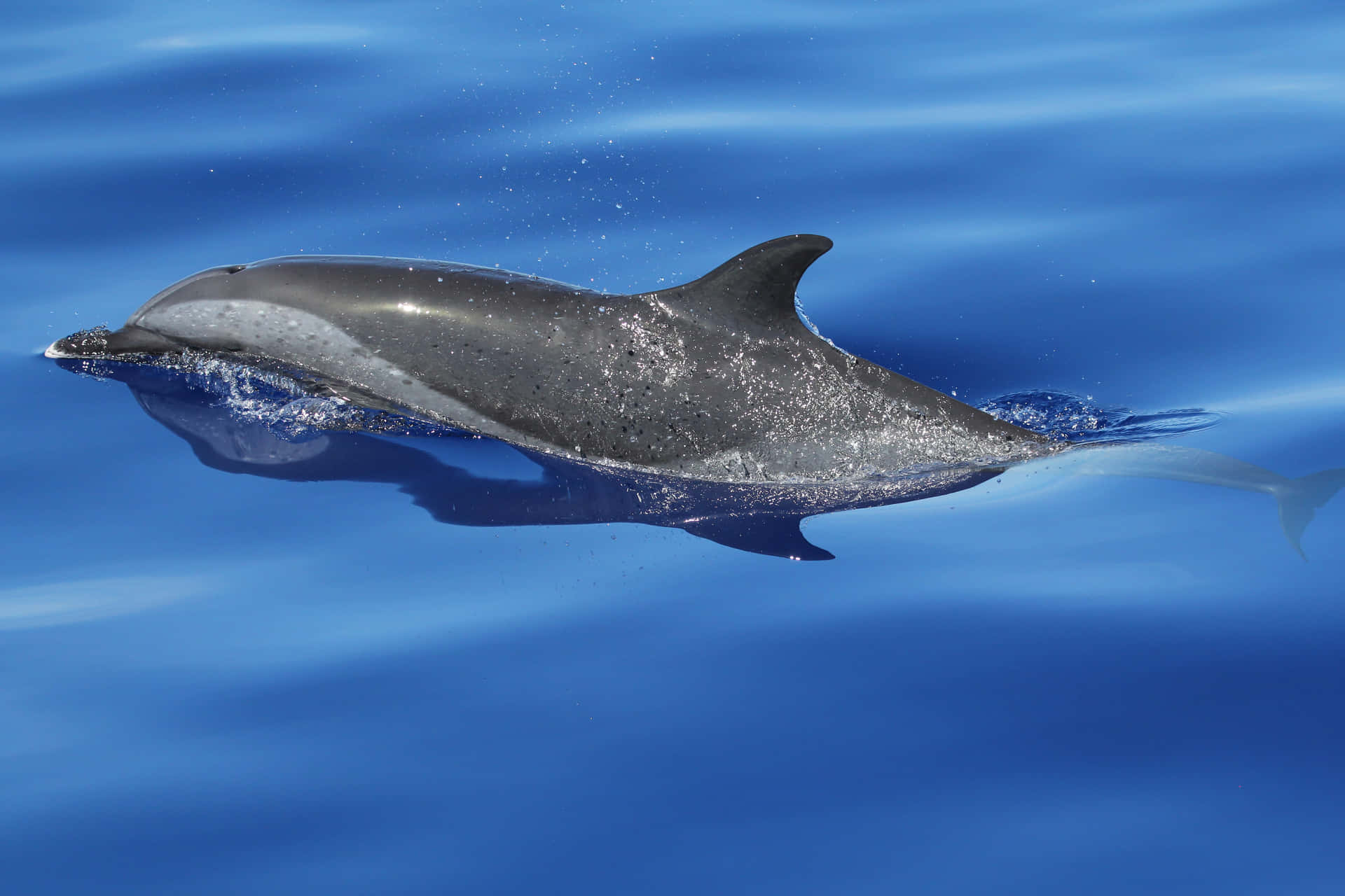 Etidyllisk Øjeblik Med En Smuk Delfin.