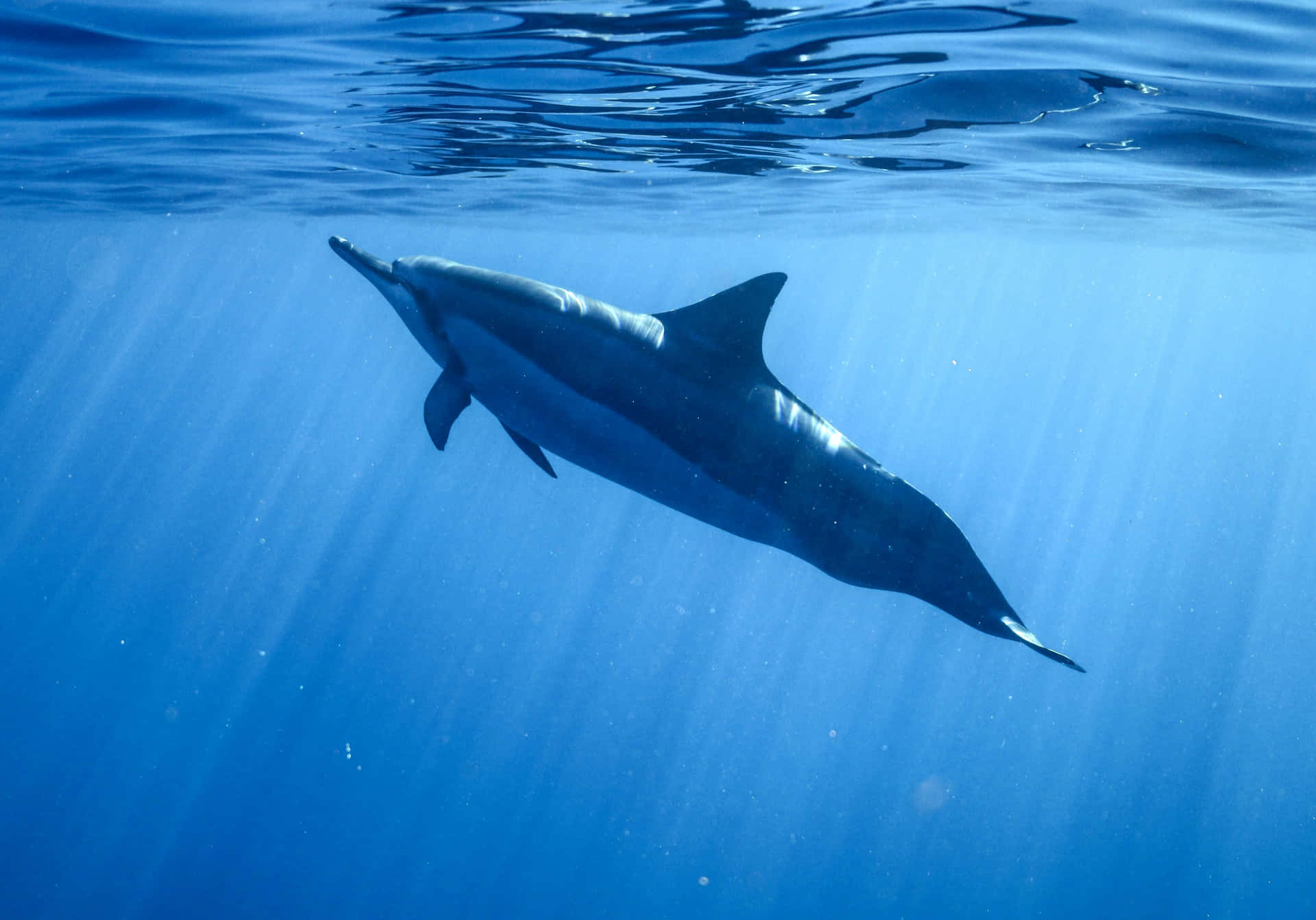 Ensmuk Delfin Der Svømmer I En Krystalklar Ocean.