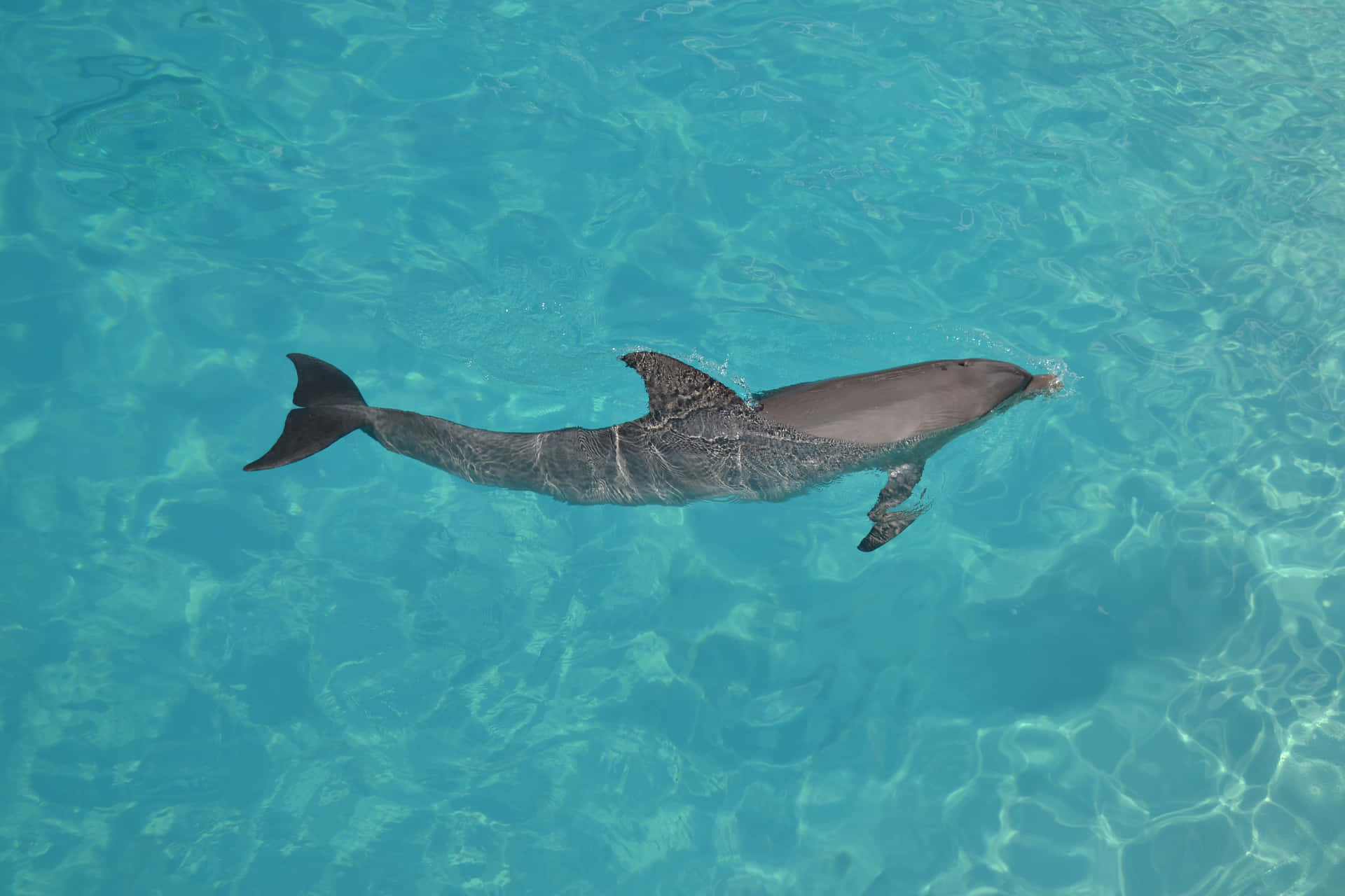 Denmajestætiske Svømning Af En Delfin I Dets Krystalklare Habitat.