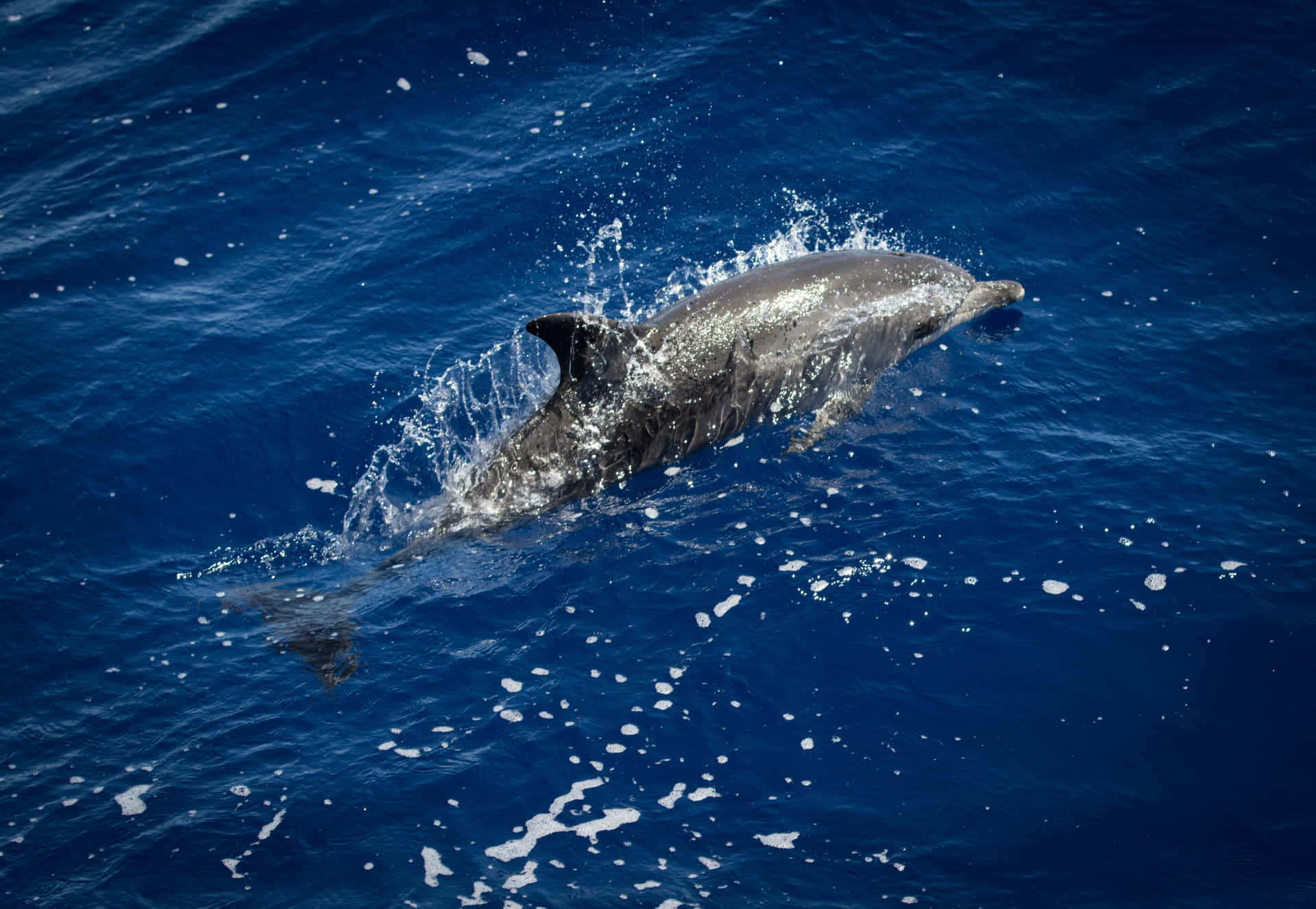Englædelig Delfin Svømmer I De Krystalklare Oceanbølger.