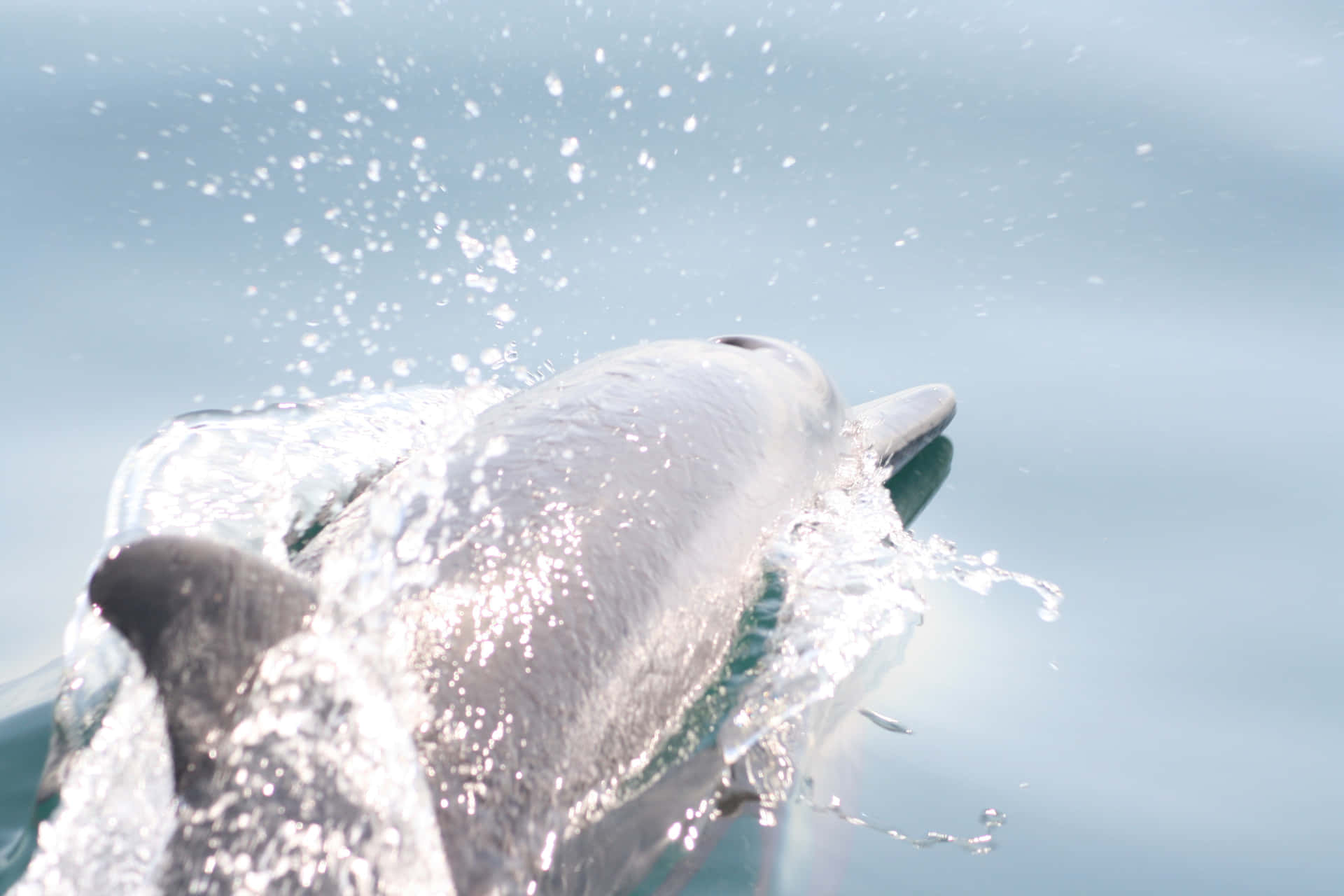 Filadi Delfini Giocosi Che Si Divertono Nelle Acque Calde.
