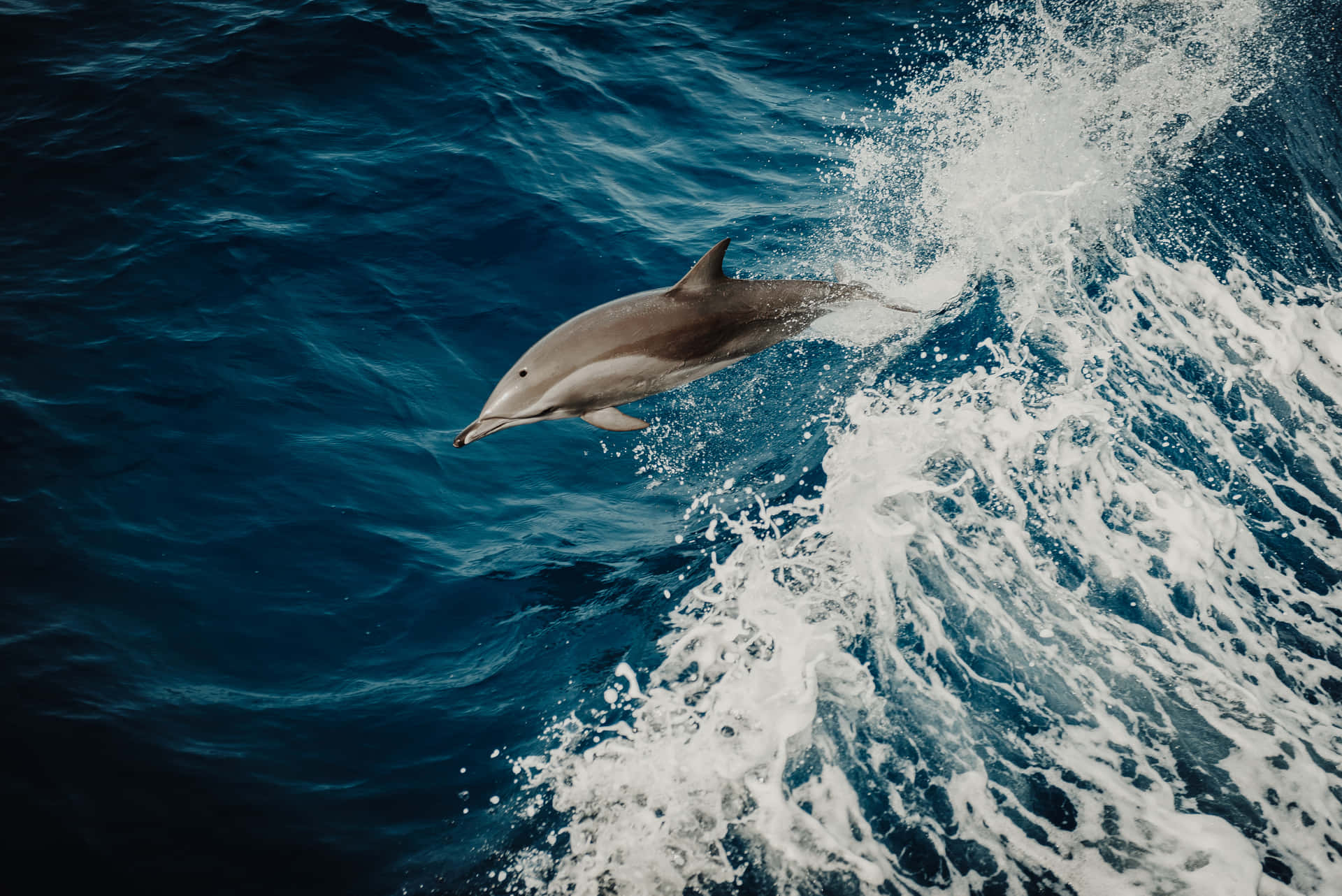 Sødtdelfin Svømmer Under Vandet.