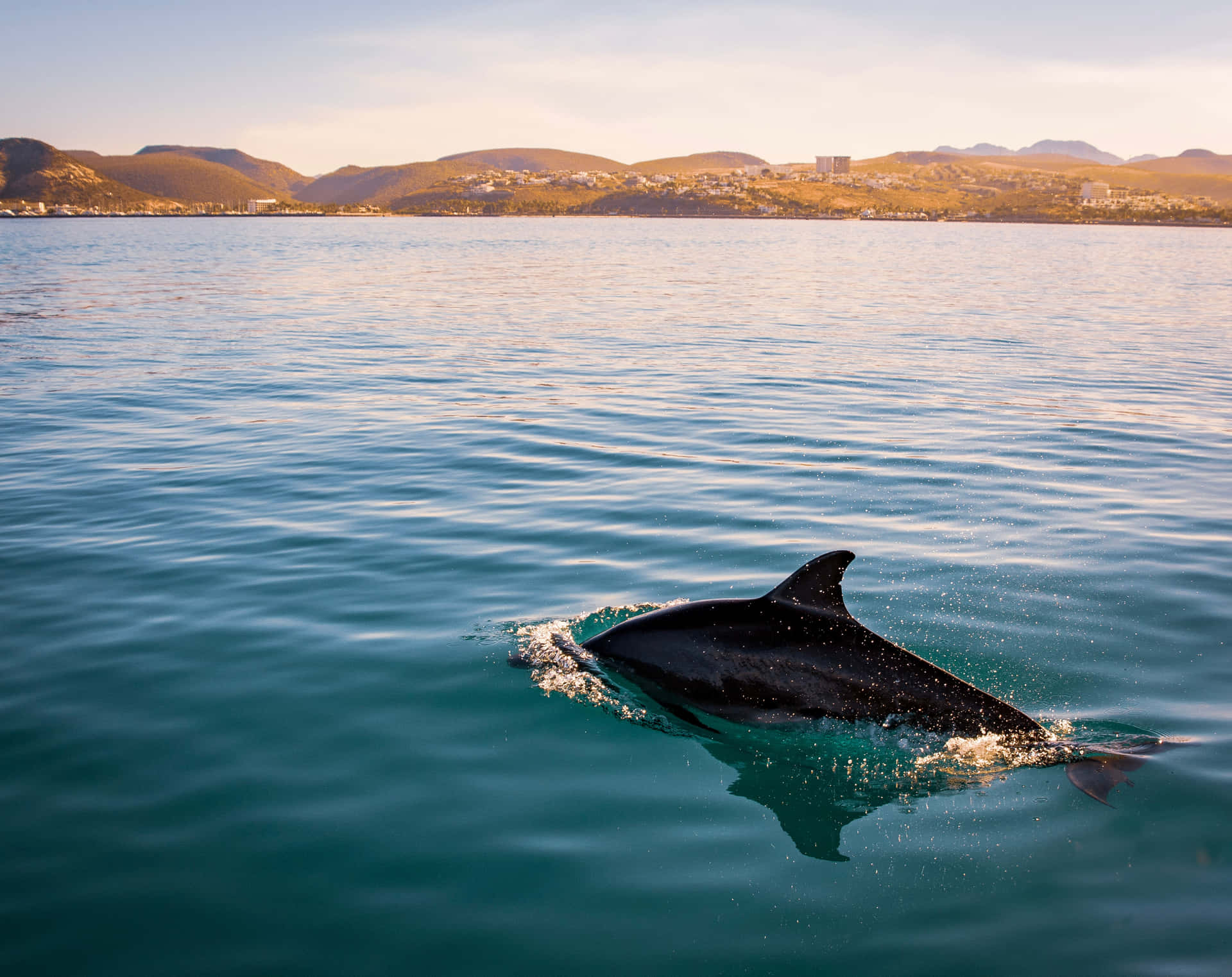 Envacker Vy Av En Simmande Delfin Sett Från Ryggen