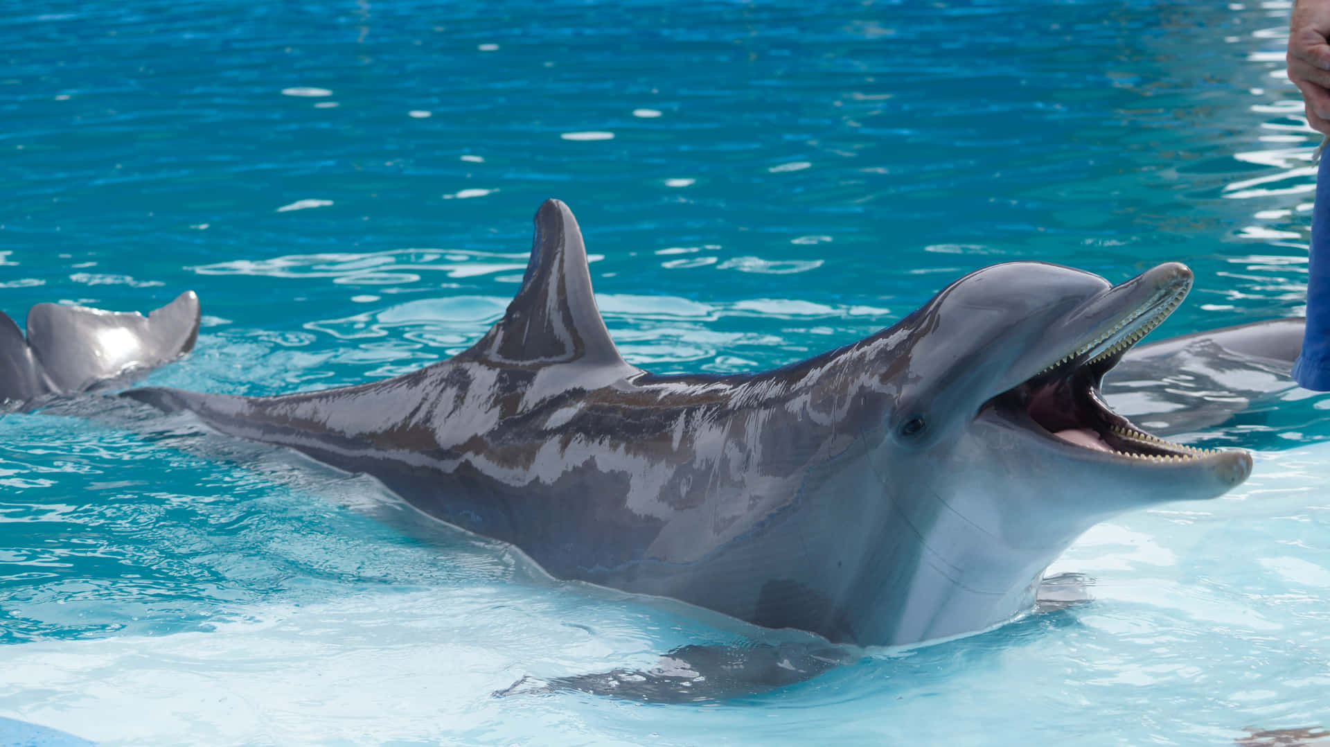 Einwunderschöner, Freundlicher Delfin Schaut Mit Einem Freundlichen Lächeln Nach Oben.