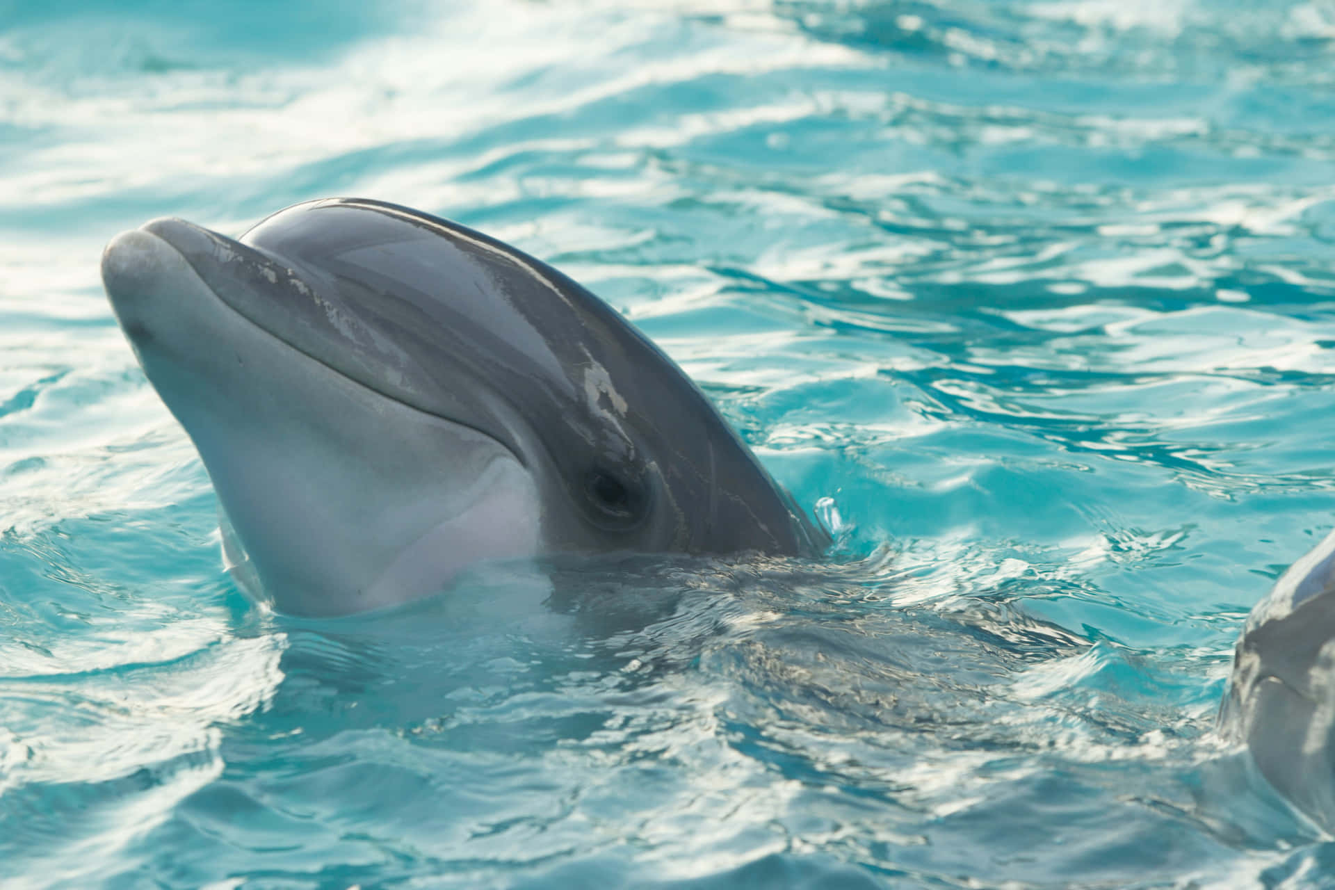 Enmajestætisk Delfin Springer Gennem Et Krystalklart Blåt Hav.