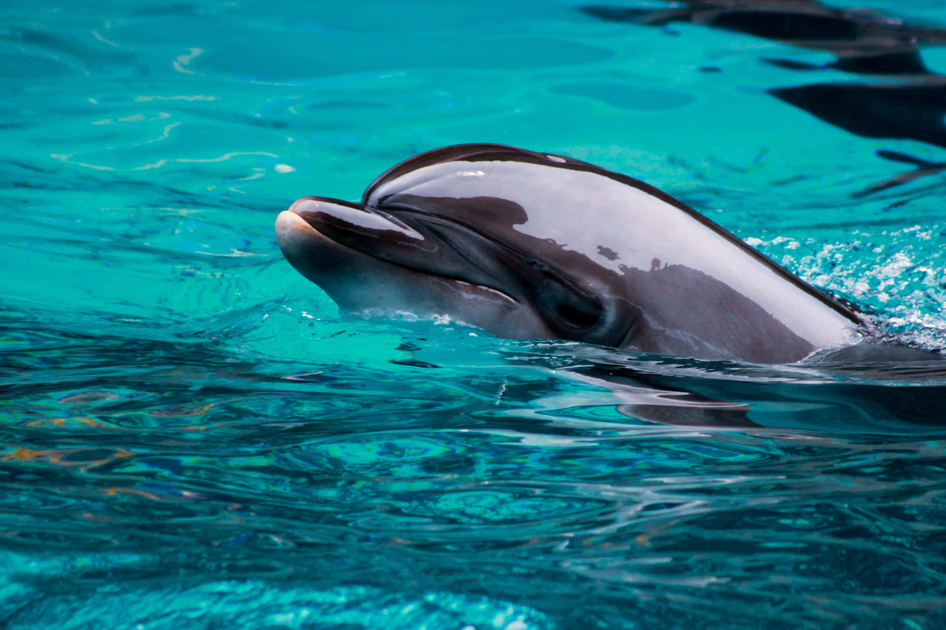 Einglücklicher Delfin Schwimmt Im Offenen Ozean.