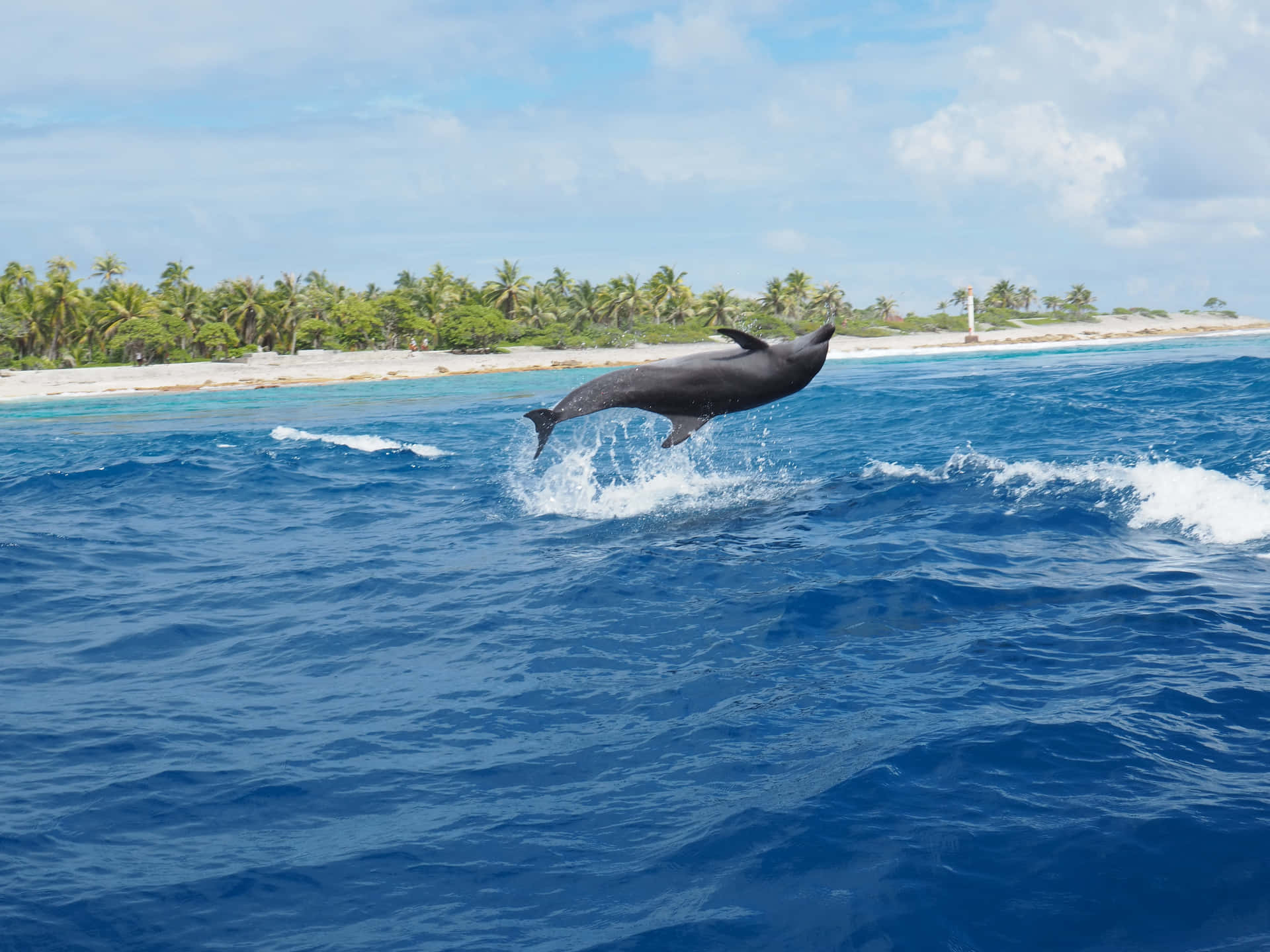 Einverspielter Delfin Springt Aus Dem Kristallklaren Wasser Des Ozeans