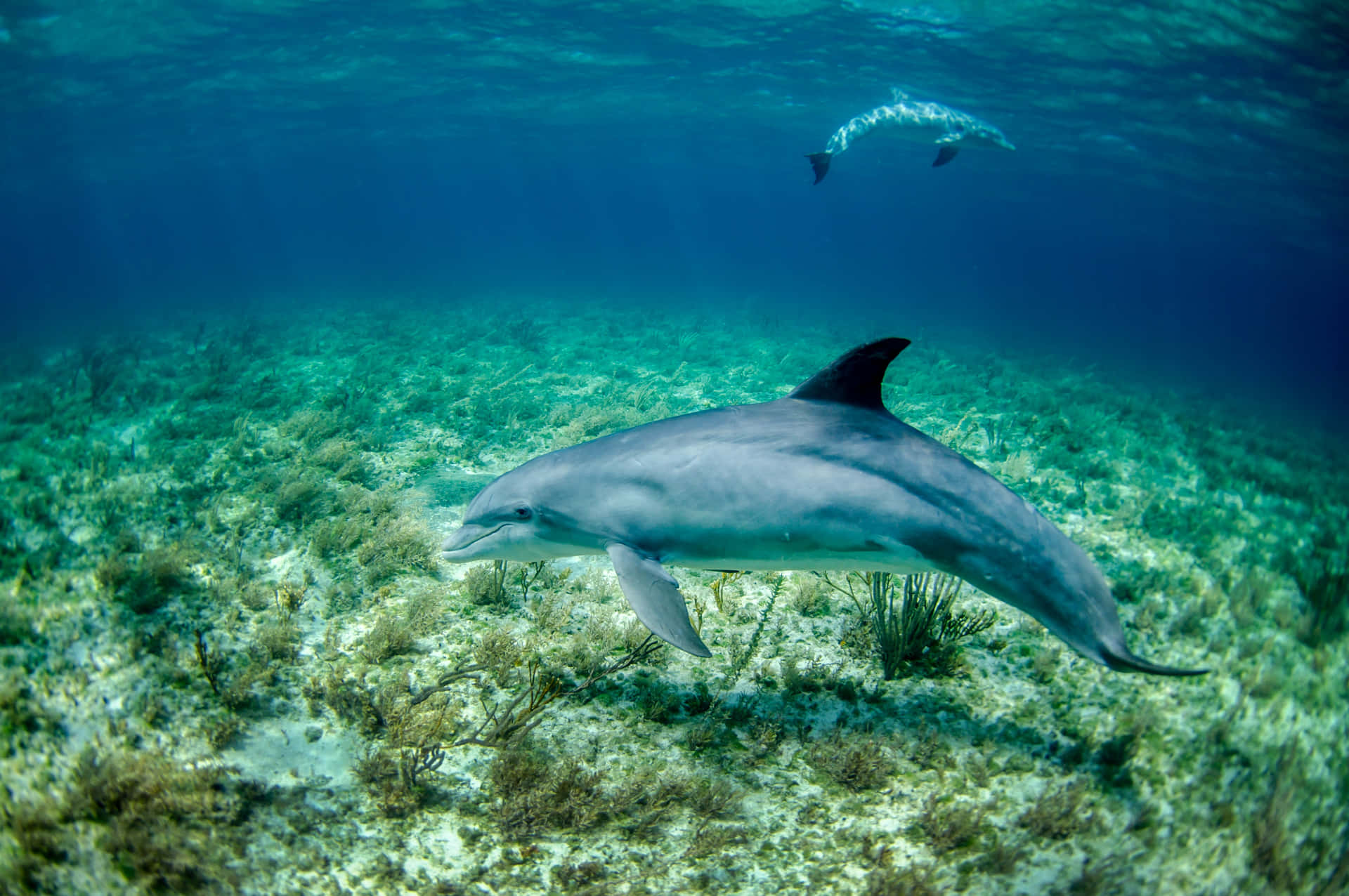 Delfinoche Plana Da Solo Nell'oceano