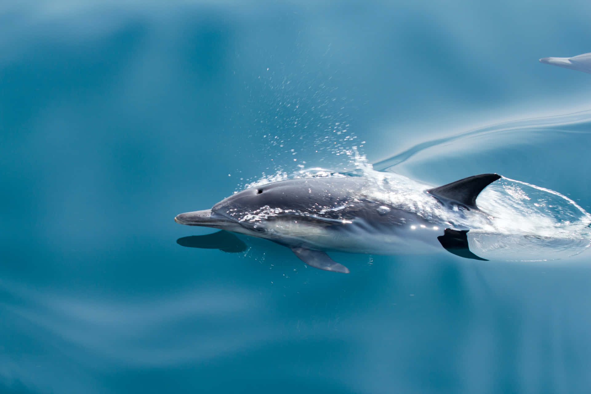 Springendedelfin I Det Klare Blå Hav.