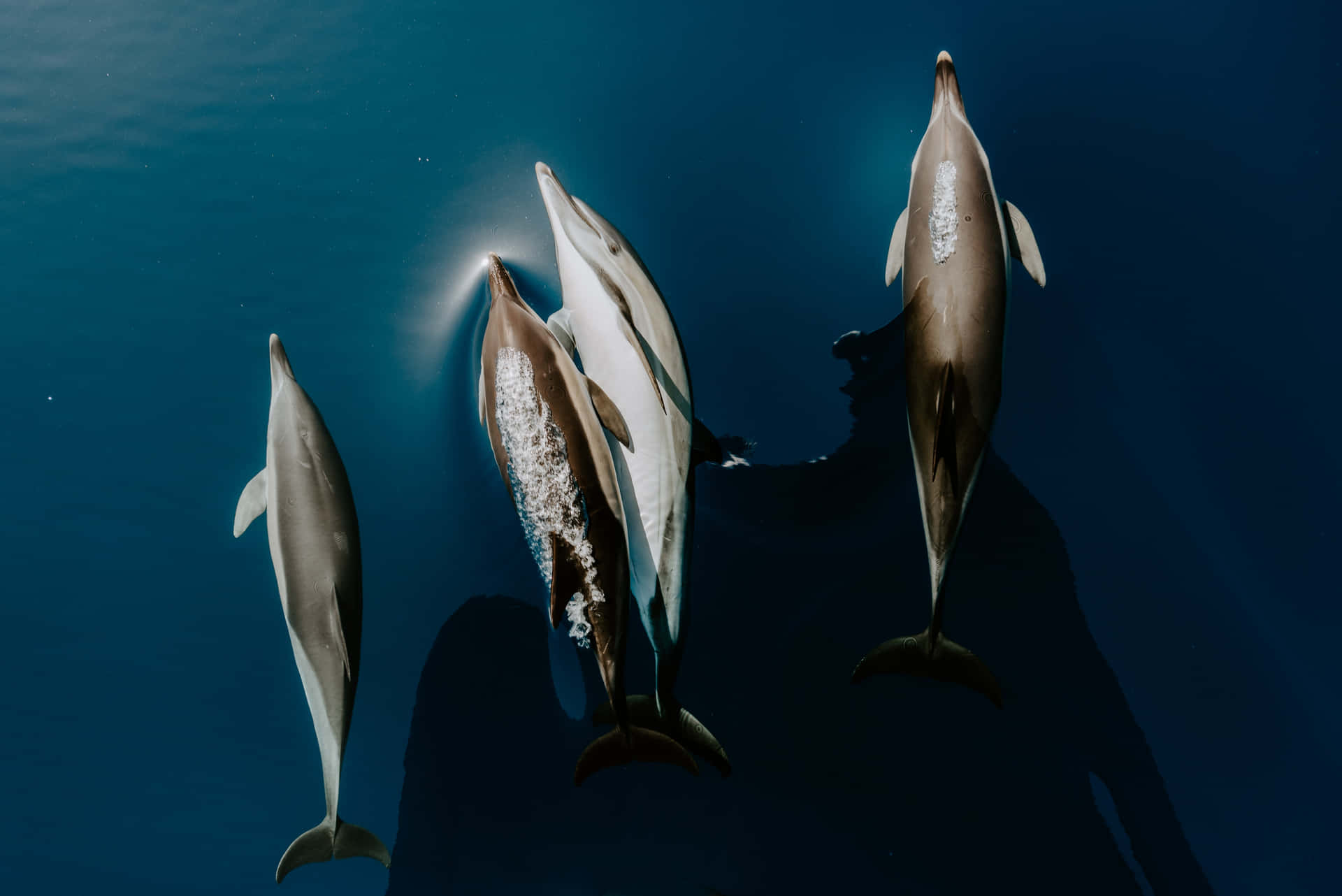 Enfrihedselskende Delfin Svømmer Mod En Smuk Baggrund Af Blåt Vand Og Himmel På Computer- Eller Mobilbaggrund.