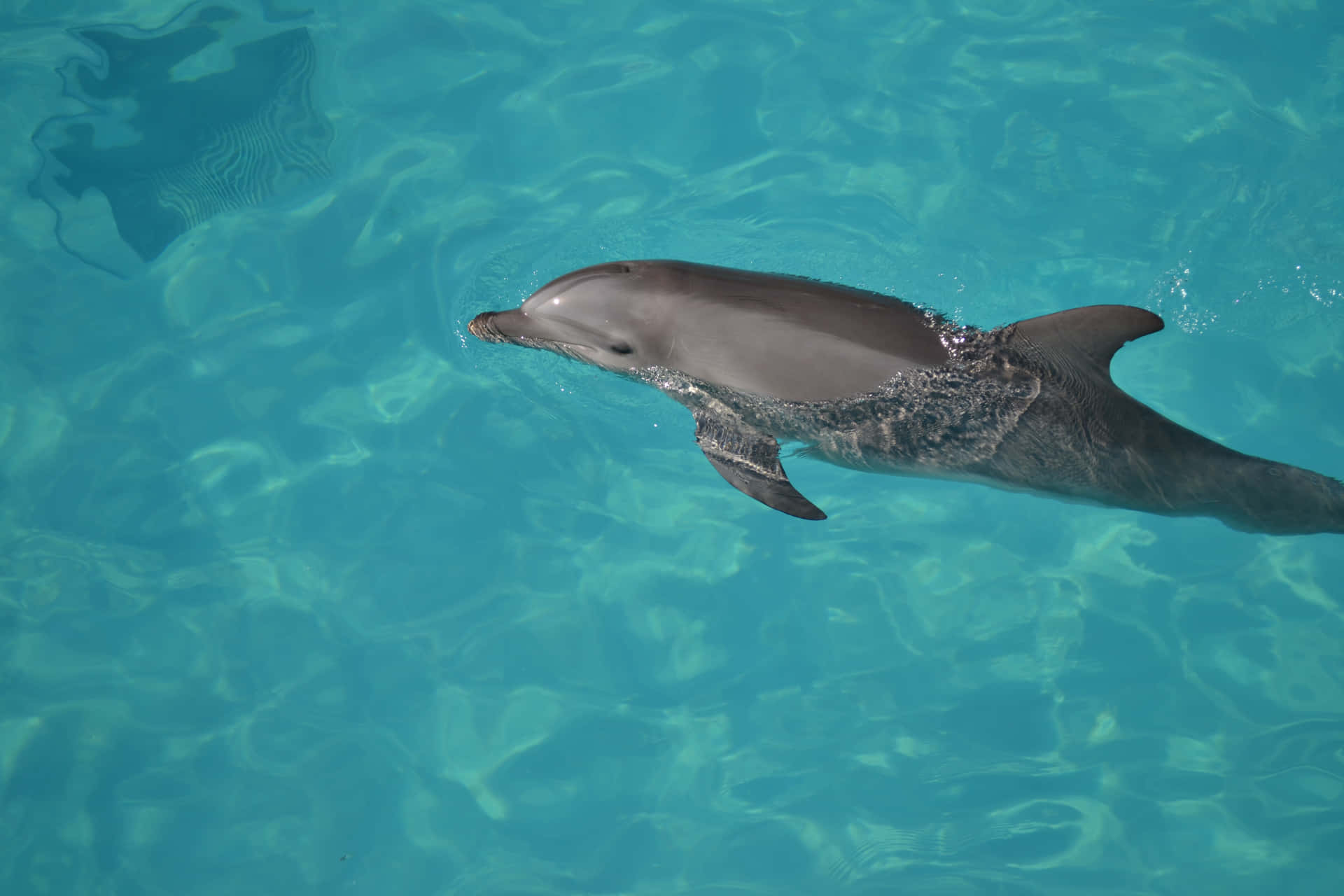 Delightful Dolphin in its Natural Habitat