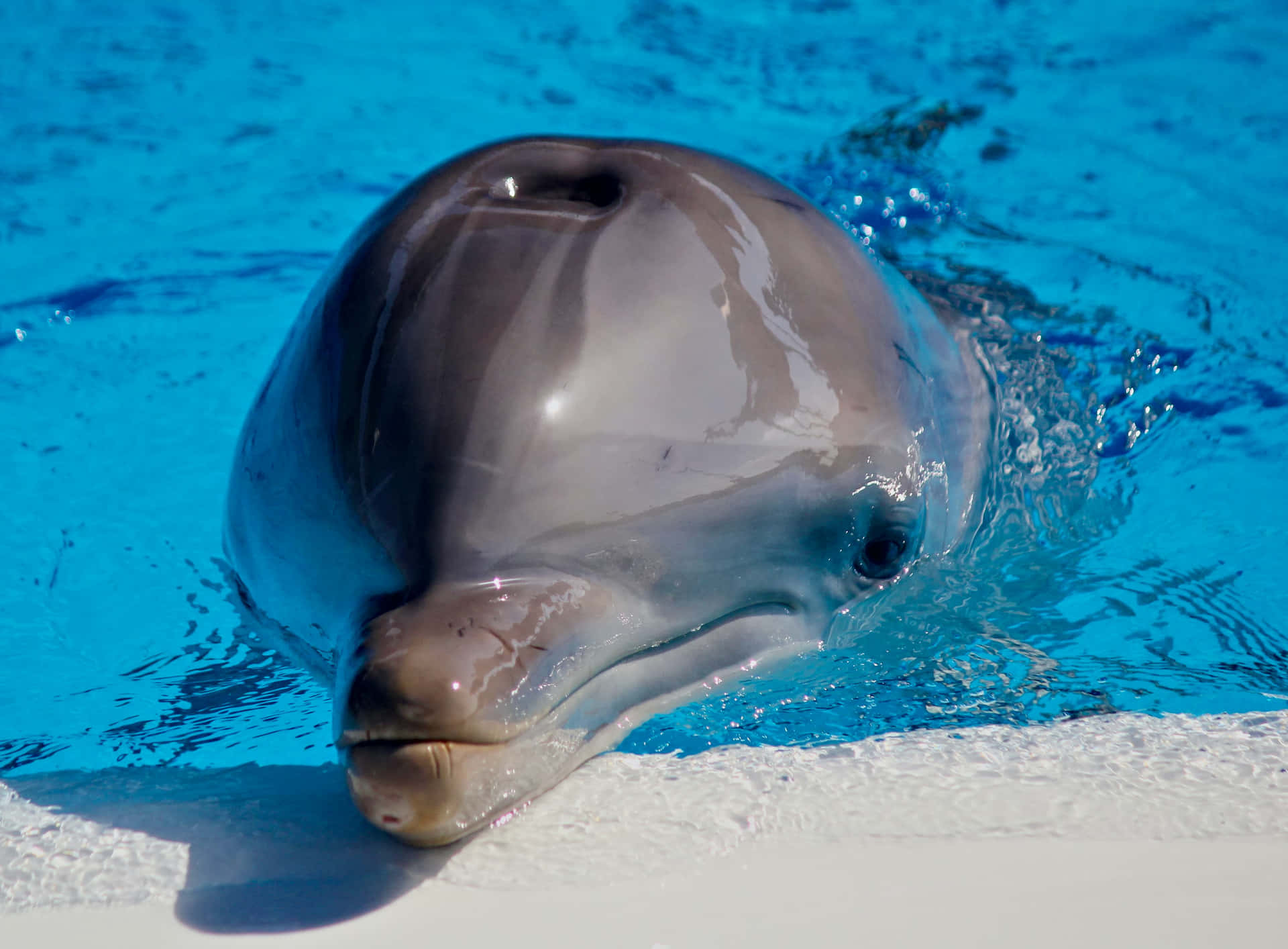 A closeup of a playful dolphin in the water