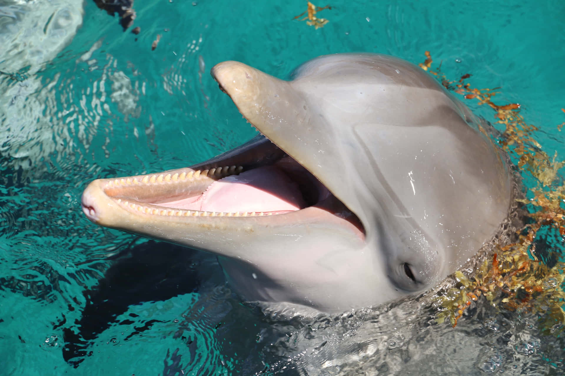 Einwunderschöner Verspielter Delfin, Der Inmitten Der Leuchtend Blauen Ozeanwellen Schwimmt.