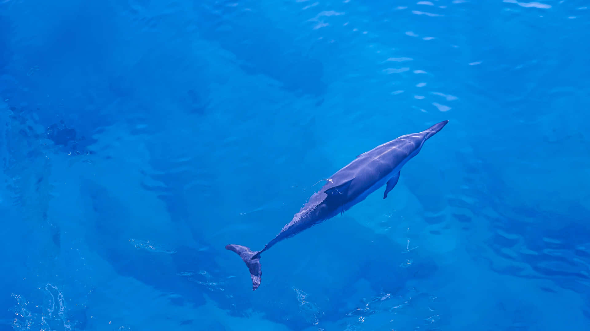 Enblå Delfin, Der Svømmer I Havet.