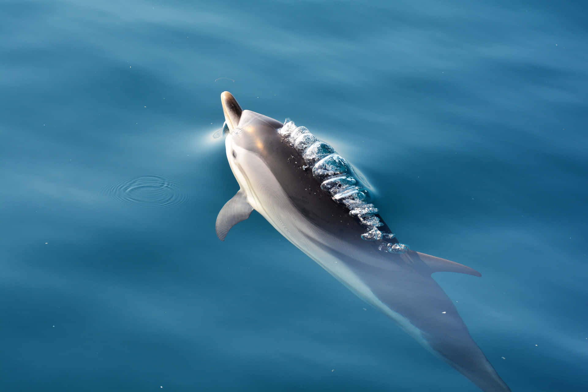 Ensmuk Delfin, Der Svømmer I Krystalklart Havvand.