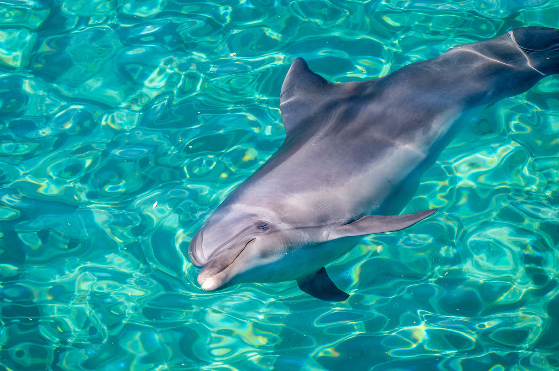A playful dolphin jumping out of the turquoise water