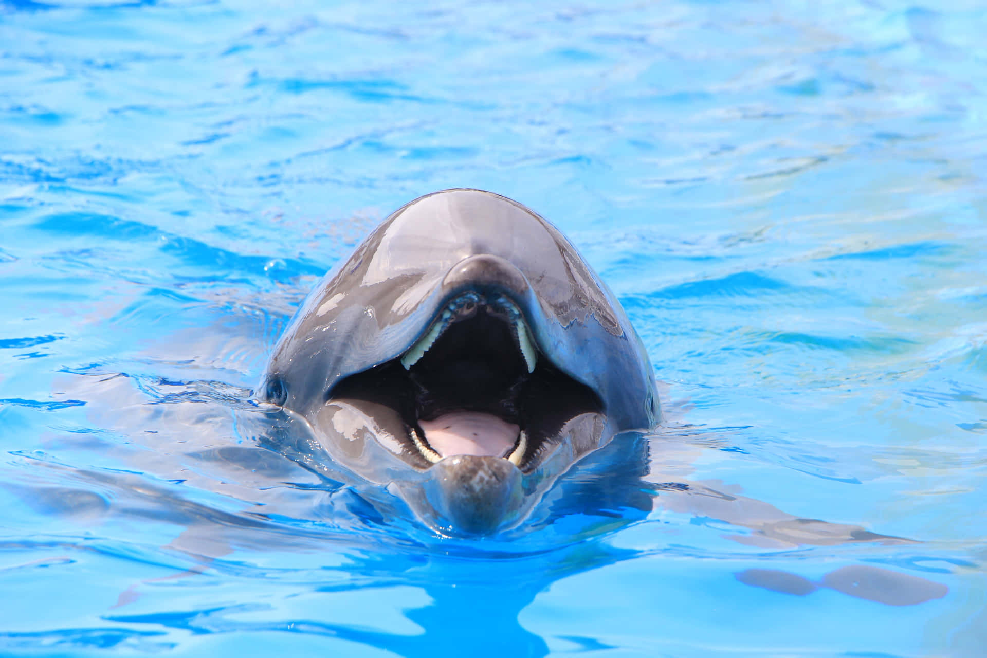 Einwunderschöner Delfin Schwimmt Friedlich Zwischen Den Wellen In Der Sonne.