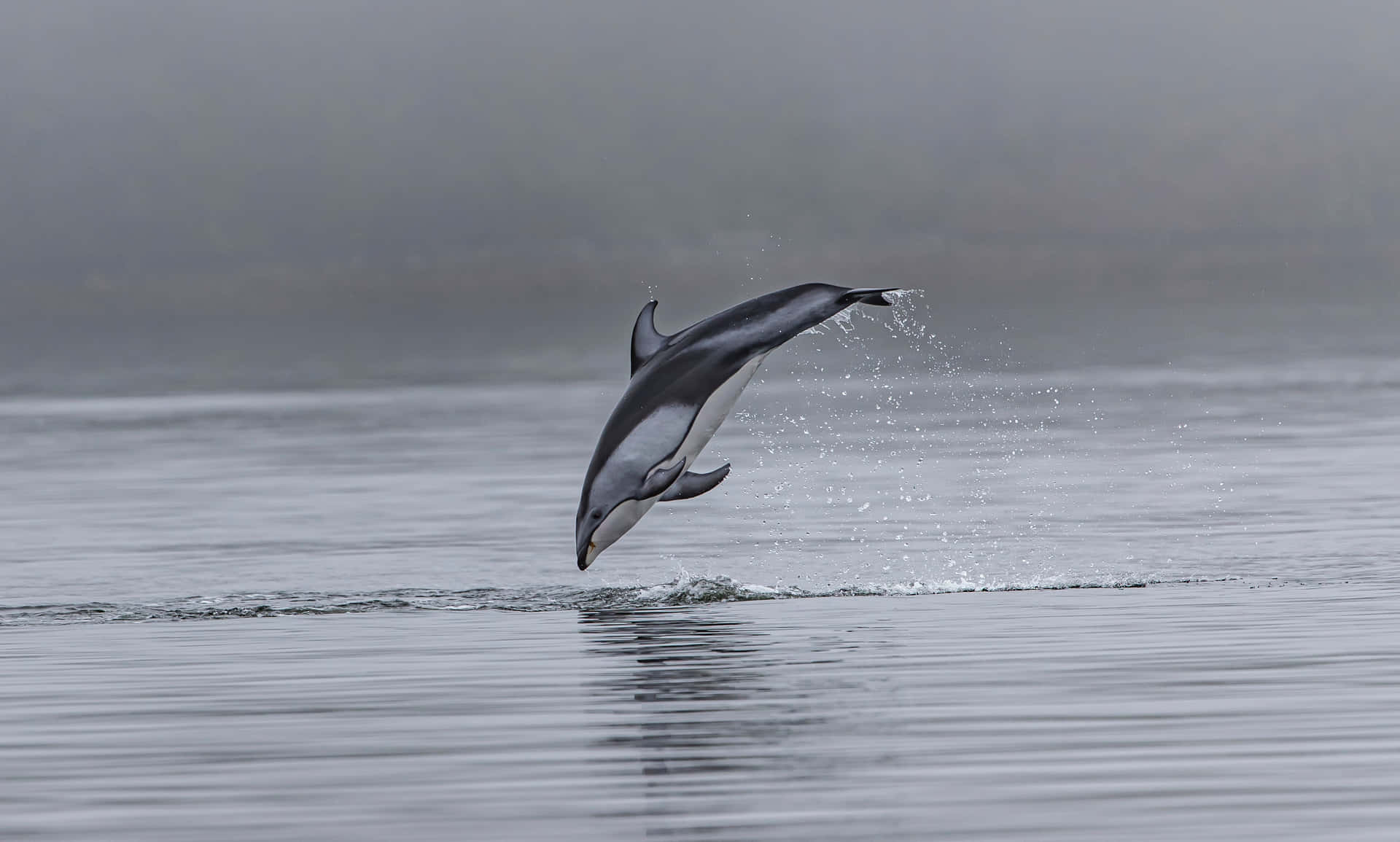 Envacker Delfin Som Njuter I Solen