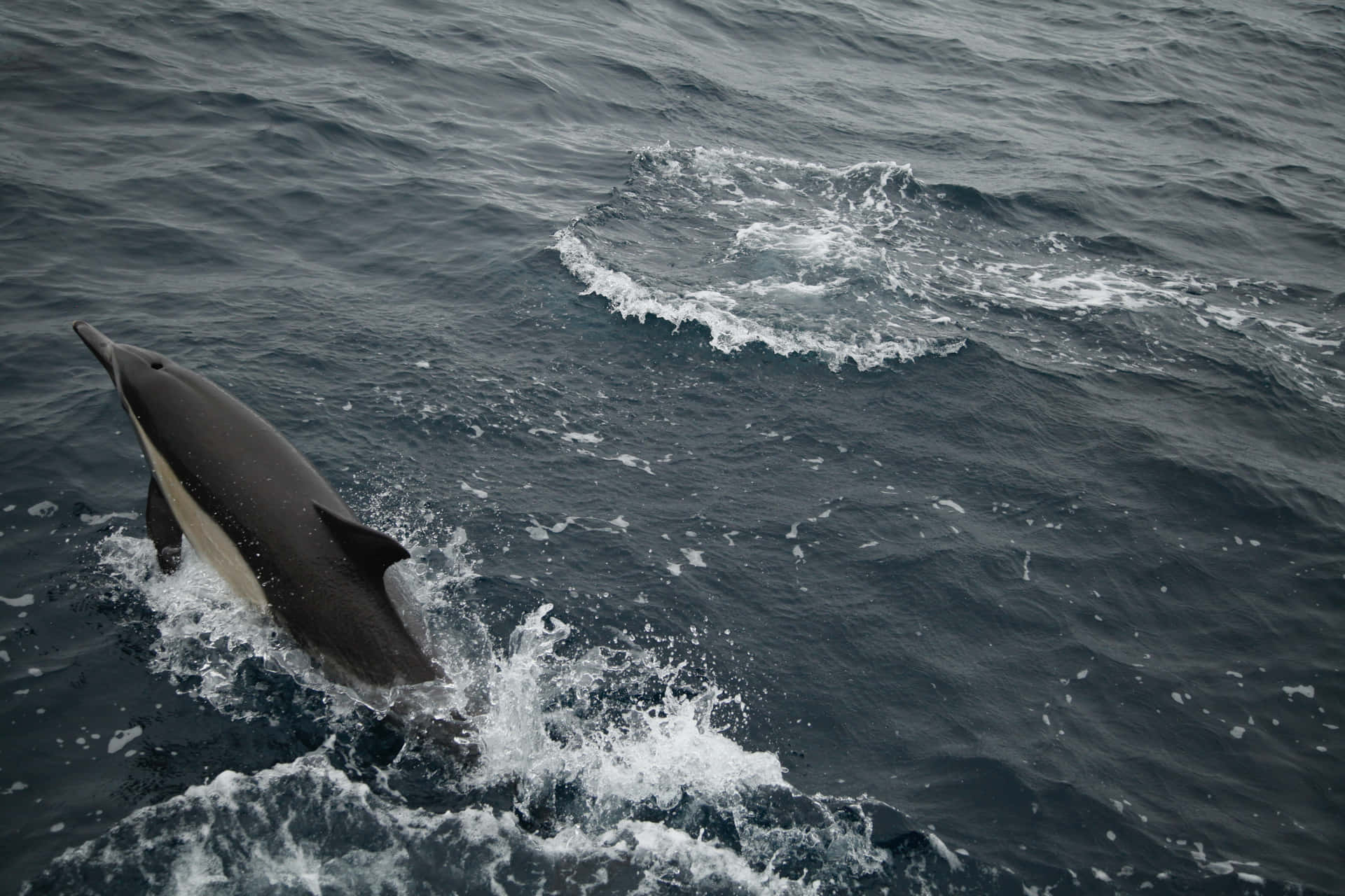 Verspielterschwimmender Delfin In Kristallklarem Blauem Wasser