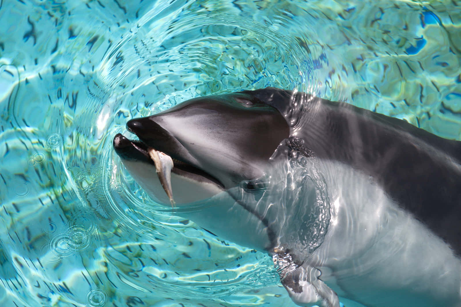 Dolphin Breaking Surface Water.jpg Wallpaper