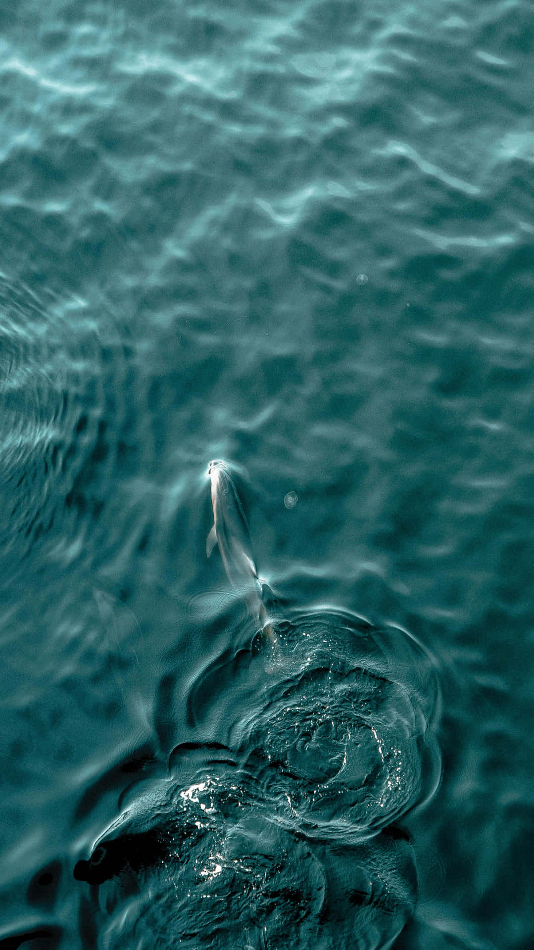 Dolphin_ Emergence_in_ Turquoise_ Waters.jpg Wallpaper