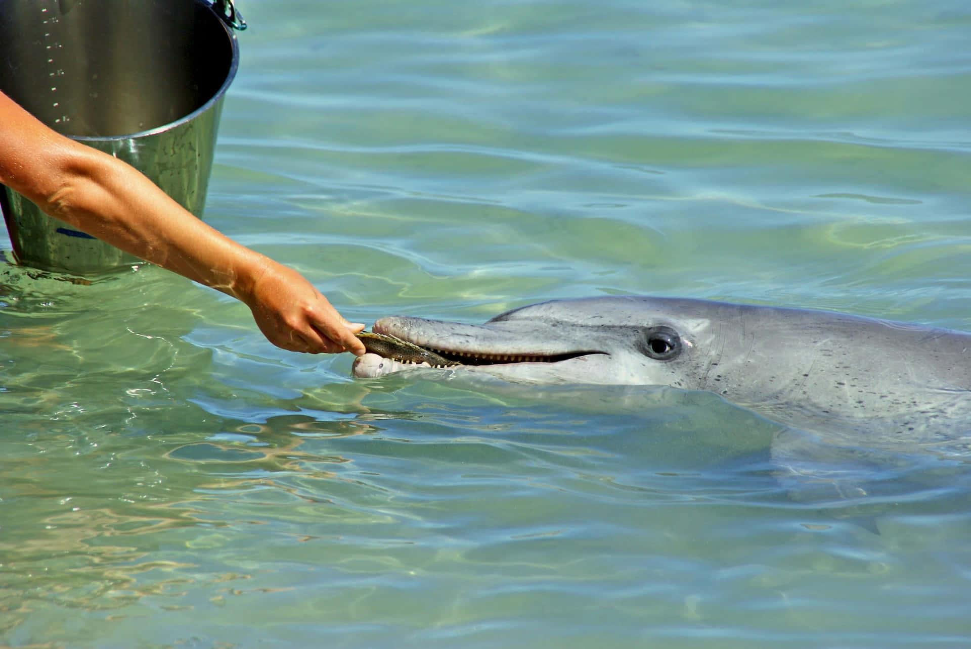 Dolphin Feeding Interaction Wallpaper