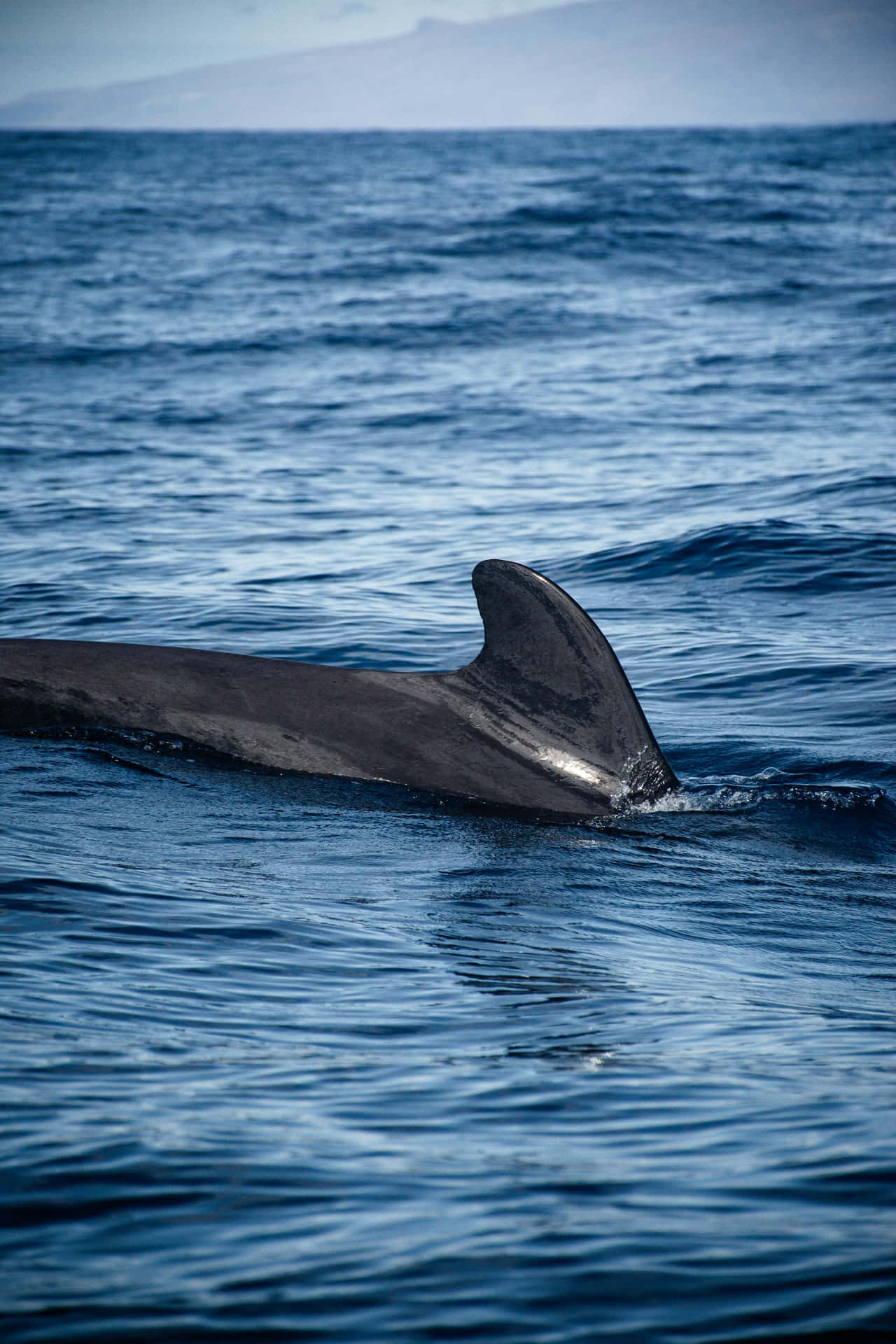 Dolphin Fin Above Water Wallpaper