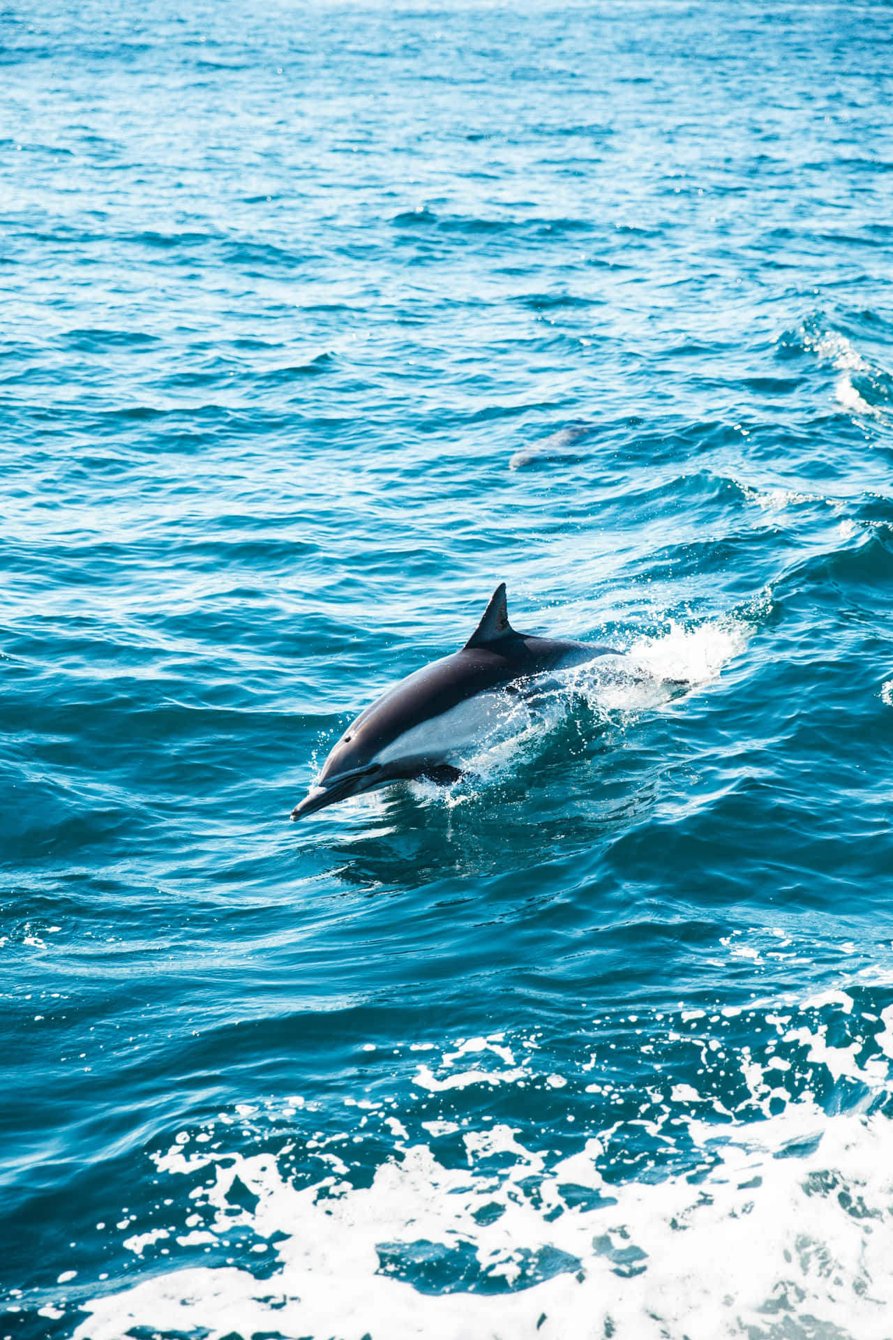 Dolphin Gliding Through Blue Waters.jpg Wallpaper