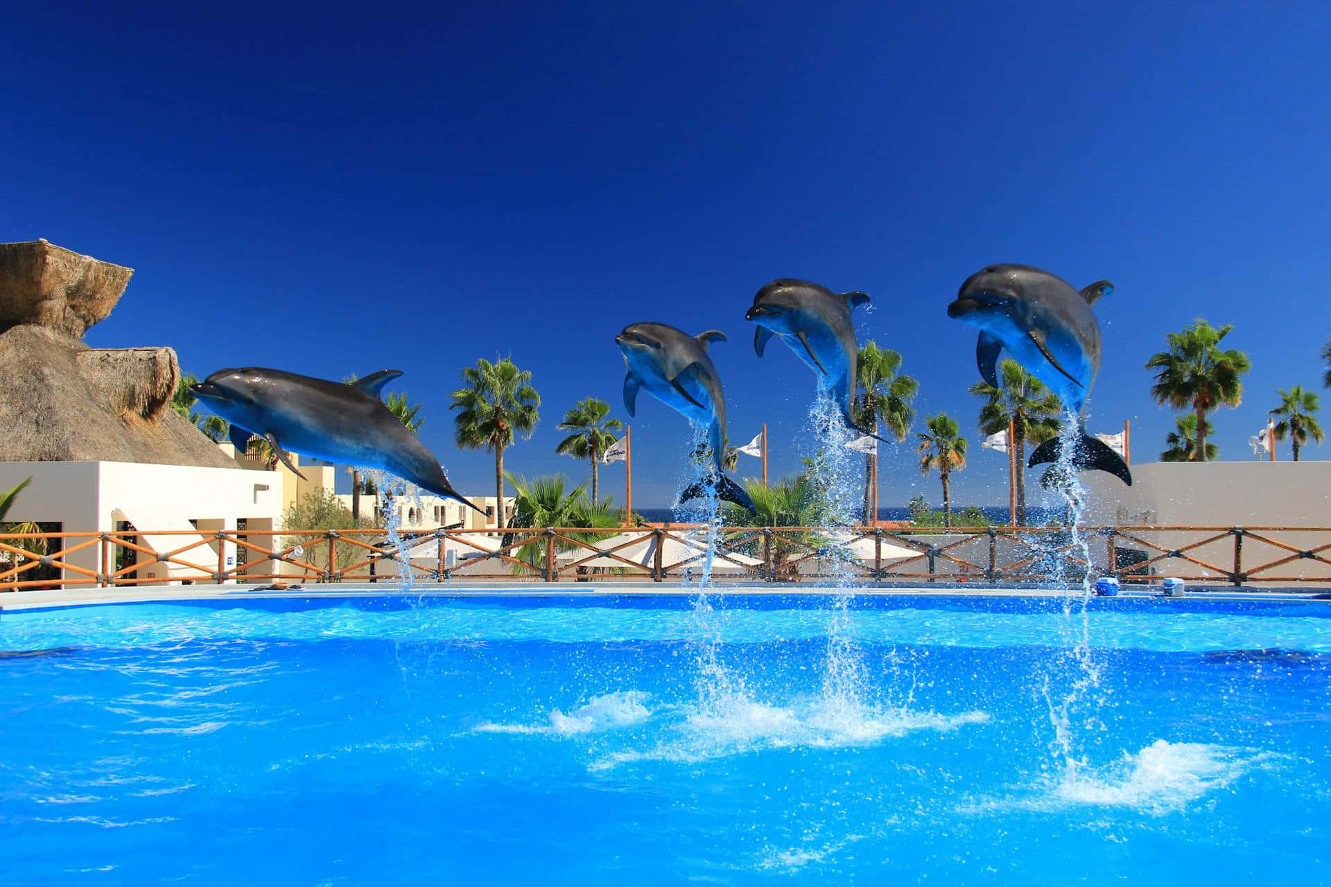 Dolphin_ Jump_ Show_ Blue_ Pool Wallpaper