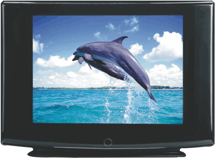 Dolphin Leap C R T Display PNG