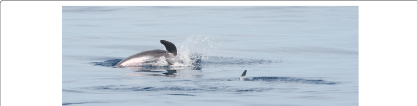 Dolphin Leaping Off Mozambique Coast PNG