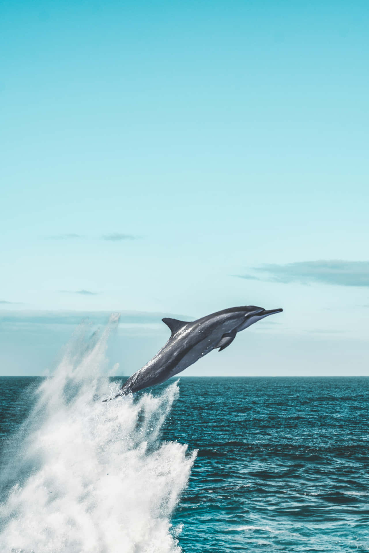 Dolphin Leaping Over Waves Wallpaper