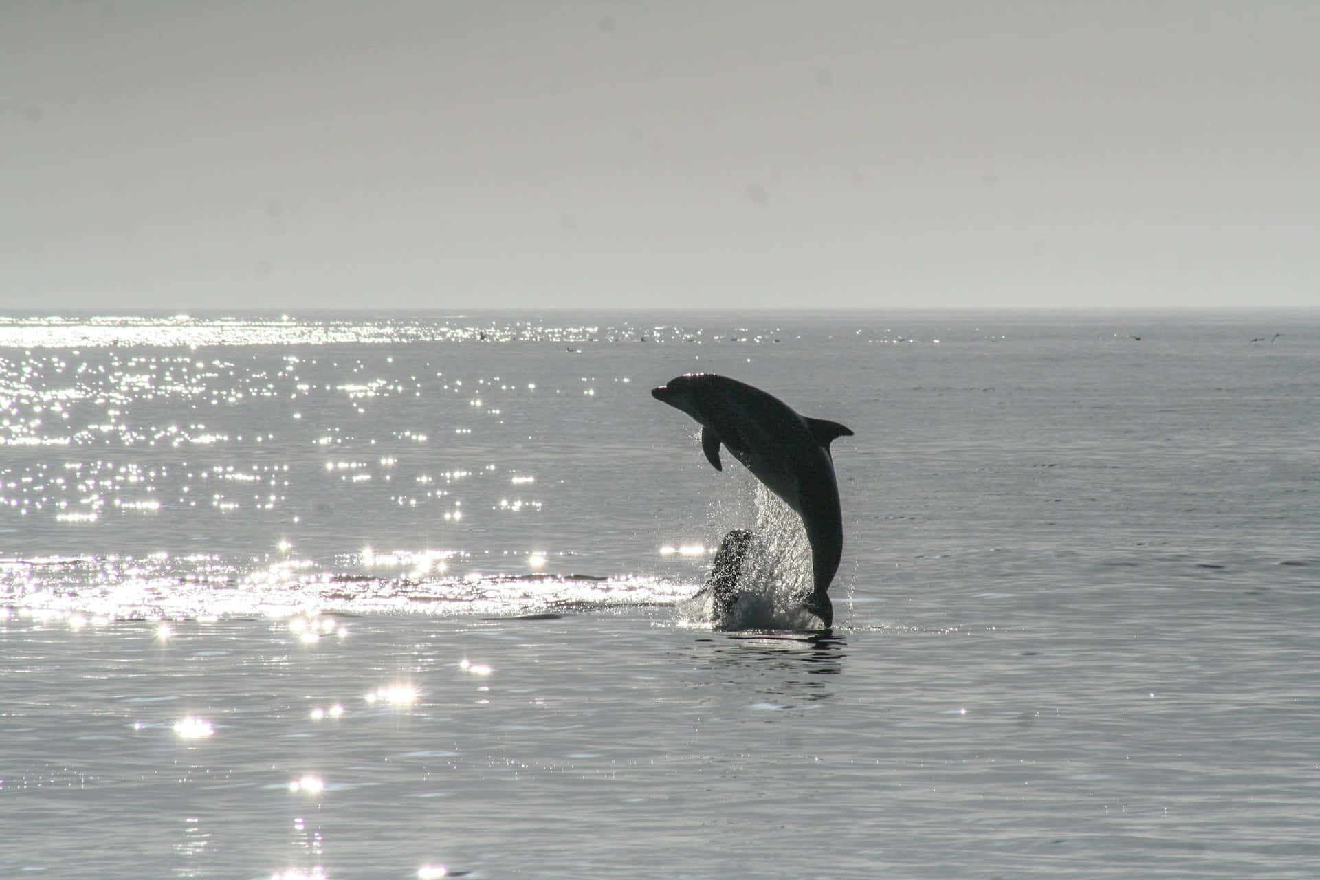 Dolphin Leaping Sunlit Ocean.jpg Wallpaper