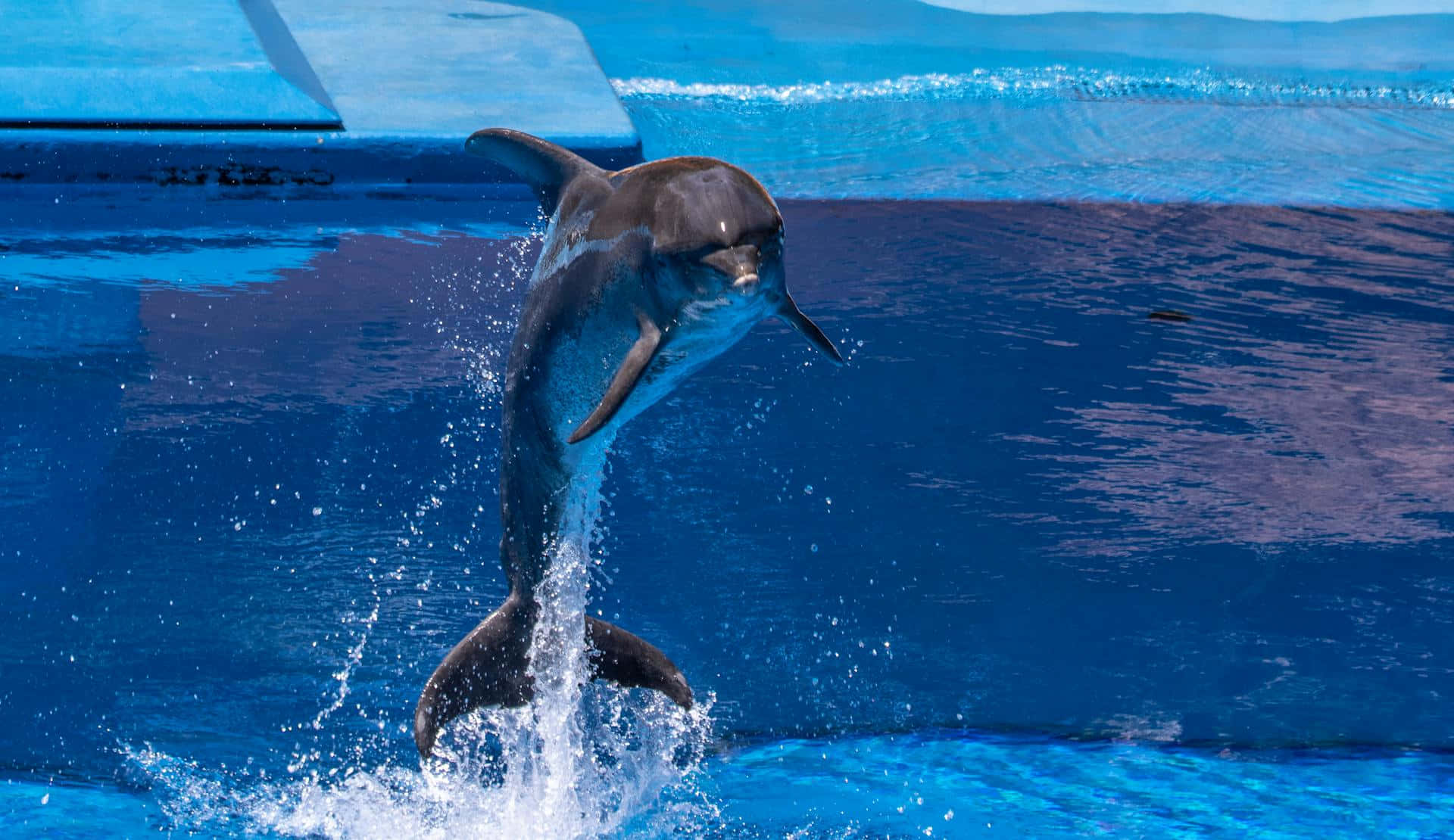 Dolphin Mid Leap Aquatic Grace.jpg Wallpaper