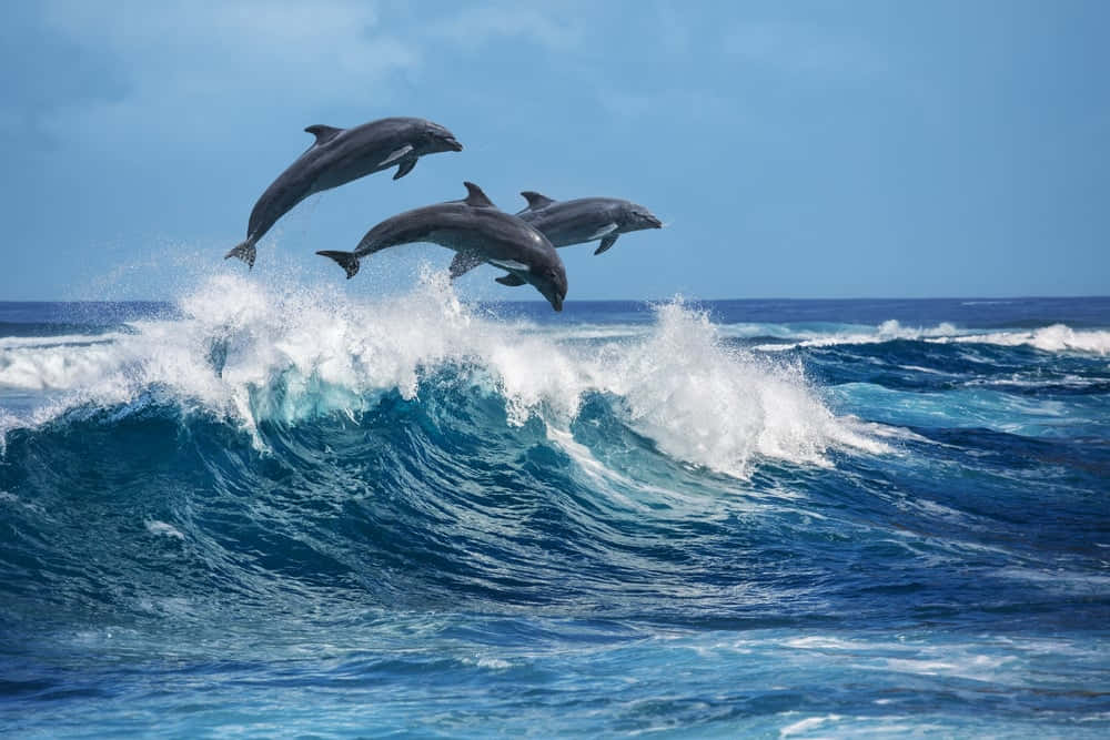 An Atlantic Bottlenose Dolphin Breaching