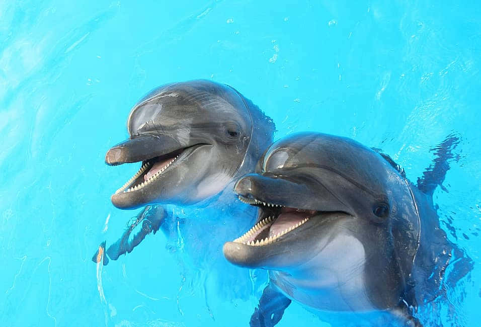 Miteinem Entspannten Schwimmen Fühlt Sich Dieser Delfin In Seinem Blauen Zuhause Richtig Wohl.