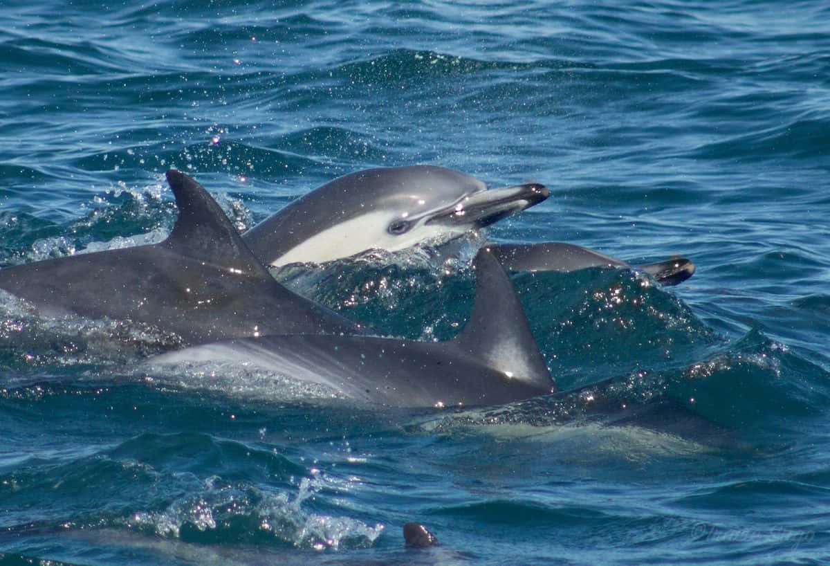 Einfreundlicher Delfin Schwimmt In Den Wellen.